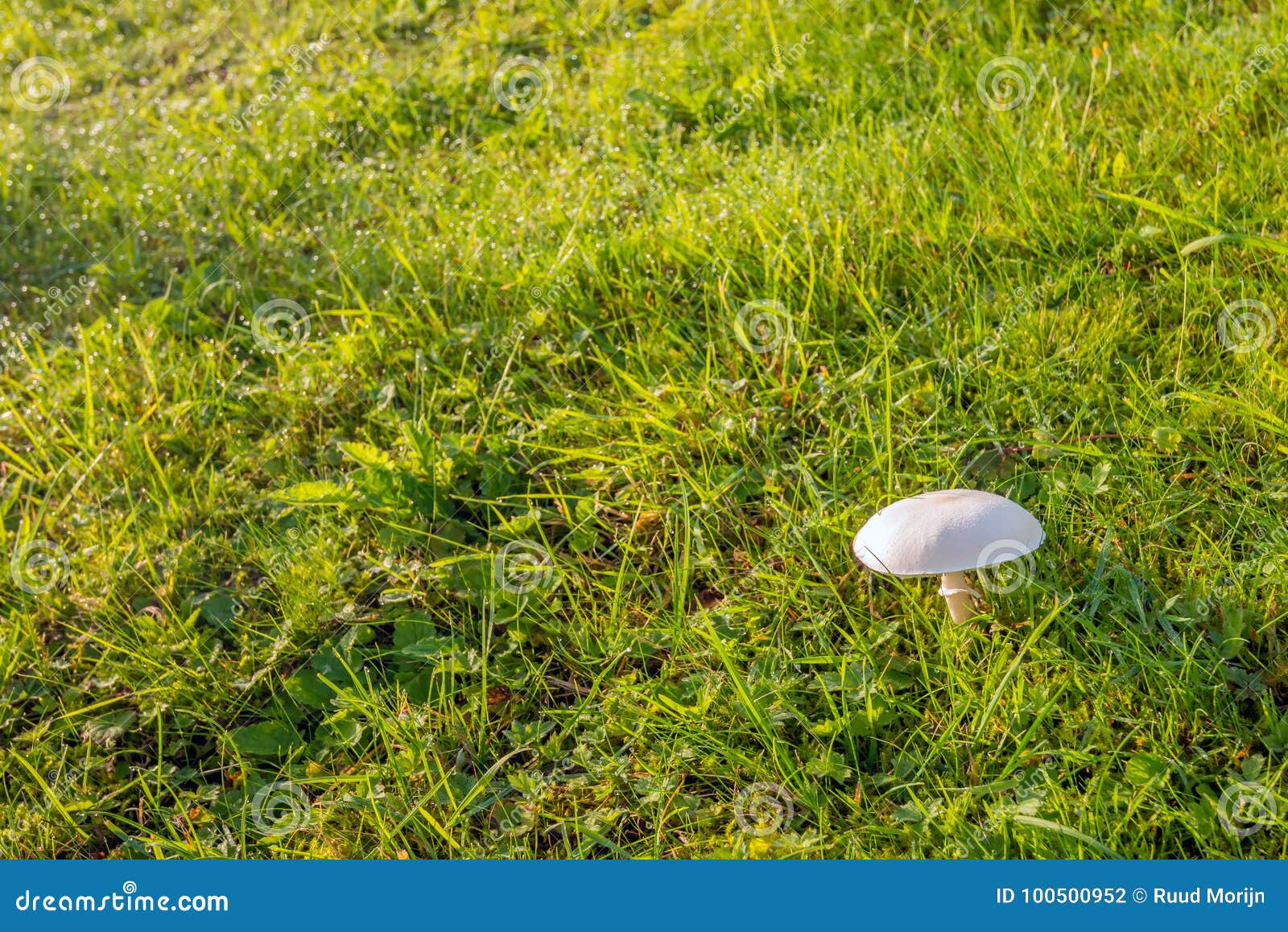 small whitish mushroom between the grass