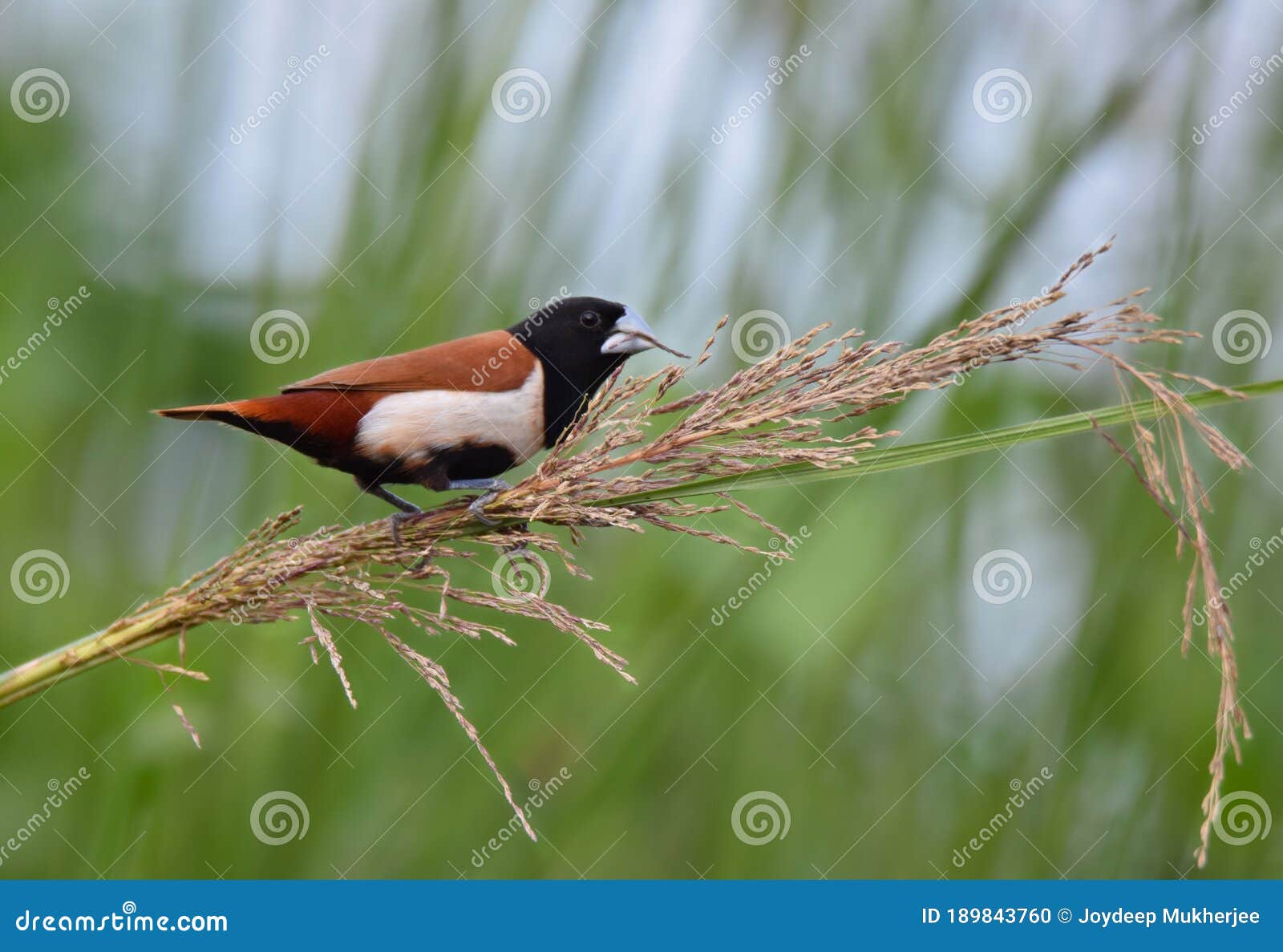 A Small Wild Bird Eating Seed from Grass at Grassland . Stock Photo