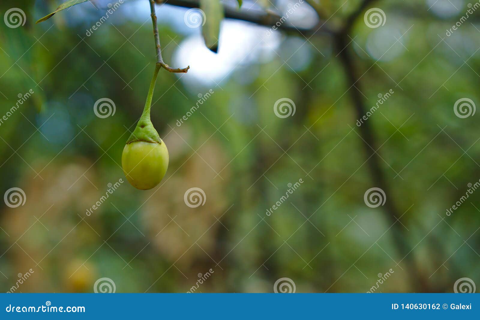 Small Wild Fruit in Light Green Color Stock Photo Image of fruit, light 140630162