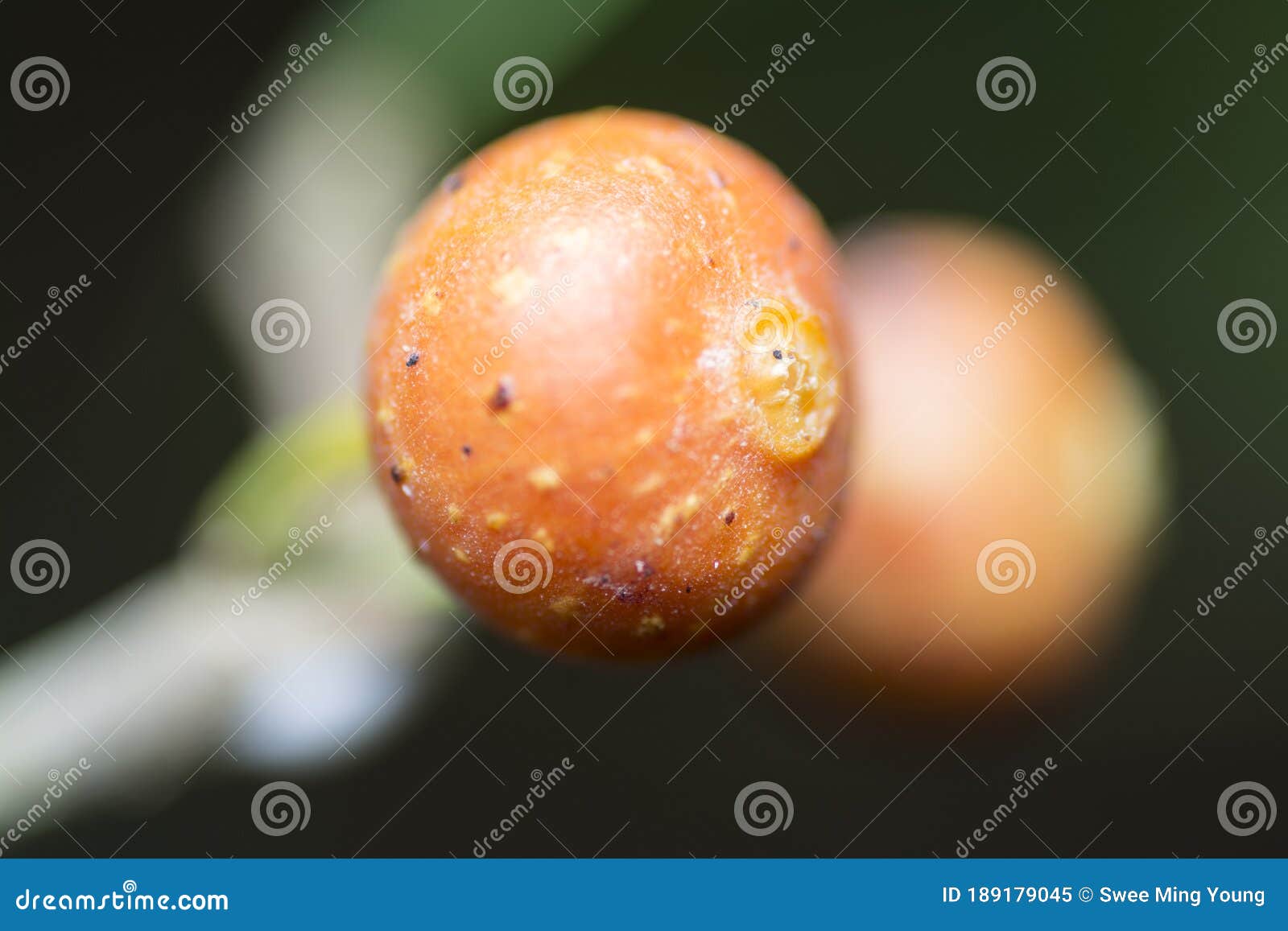 image of wild shrub berry growth in the forest