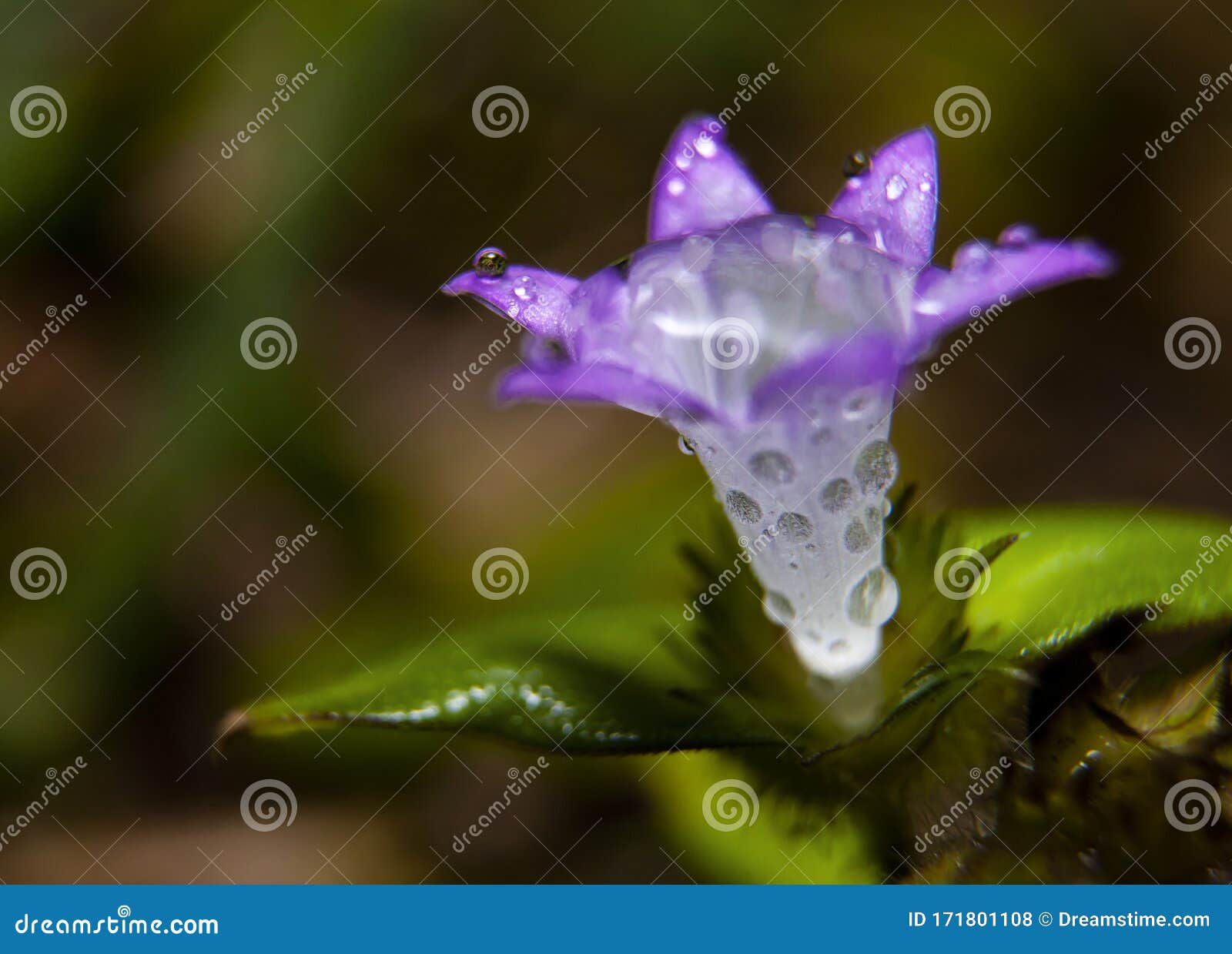 small  wild  violet flowers in macro with rain drops. fine art.