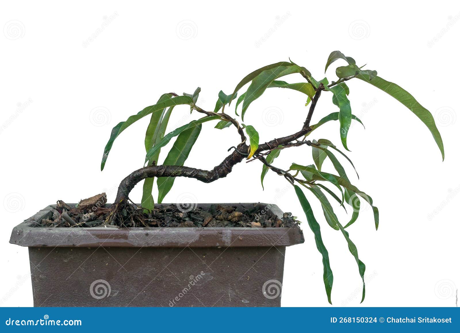 Small Willow Leaf Ficus, Planted As Raw Material for Making Bonsai