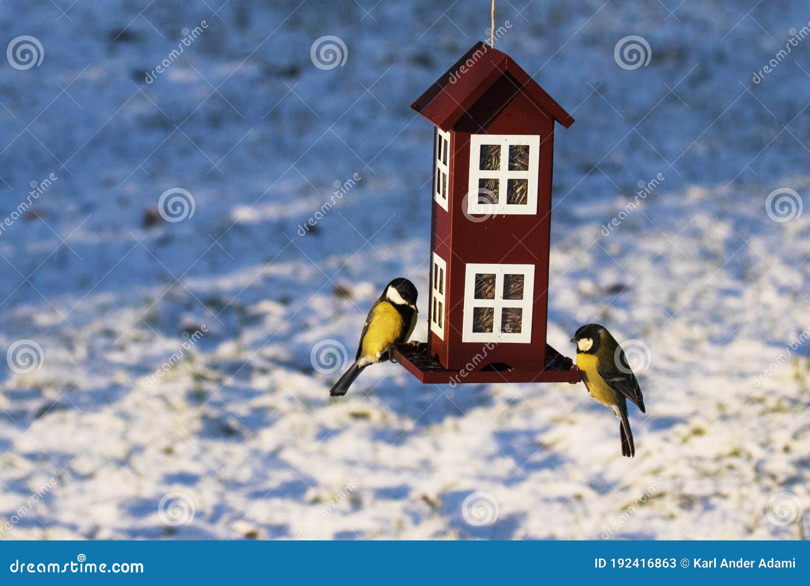 Small Winter Birds Tits Hanging by the Bird Feeder in the Garden in  Estonian Countryside Stock Image - Image of blue, temperature: 192416863