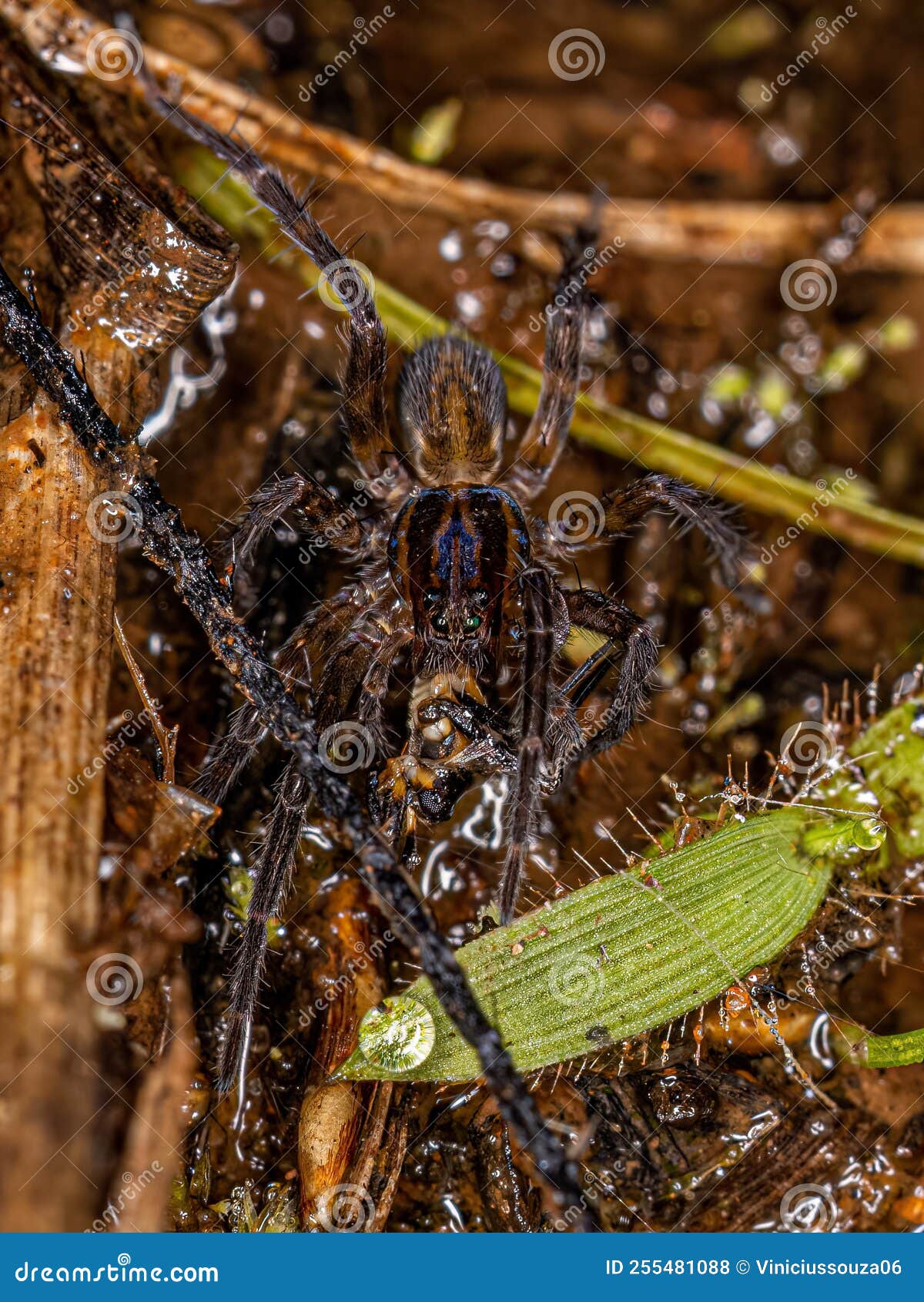 Small Wolf Spider stock photo. Image of wolfspider, brown - 255481088