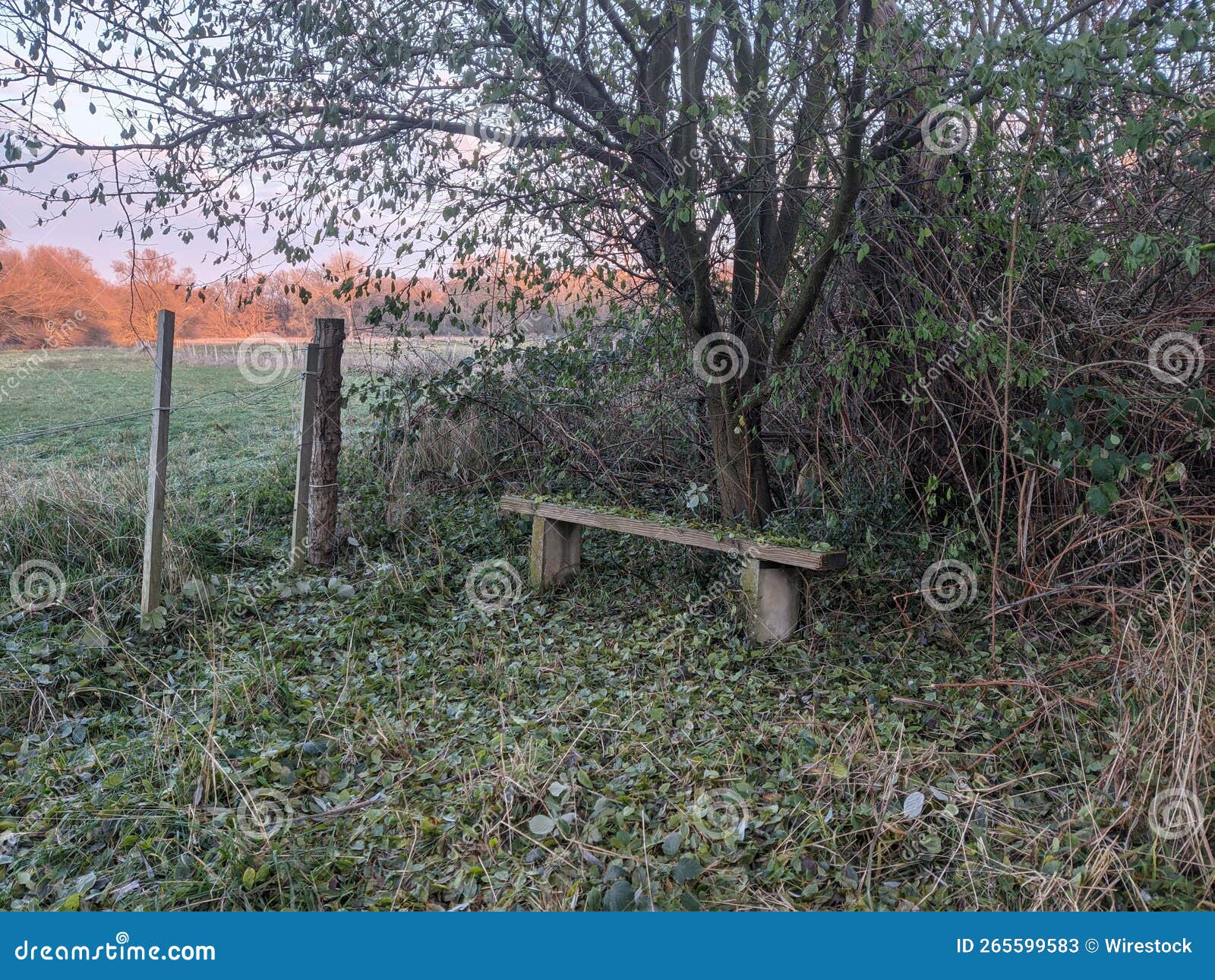 Small Wooden Bench Under the Tree in the Forest Stock Image Image of