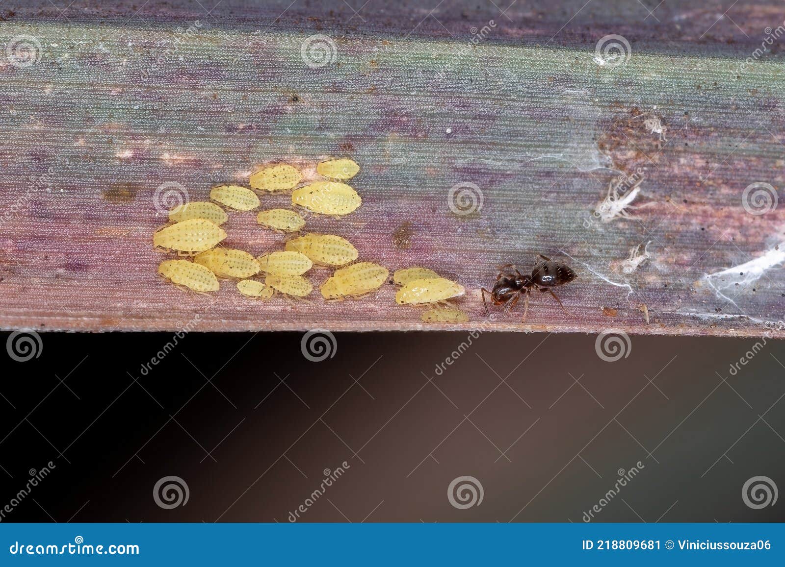 small yellow aphids nymphs