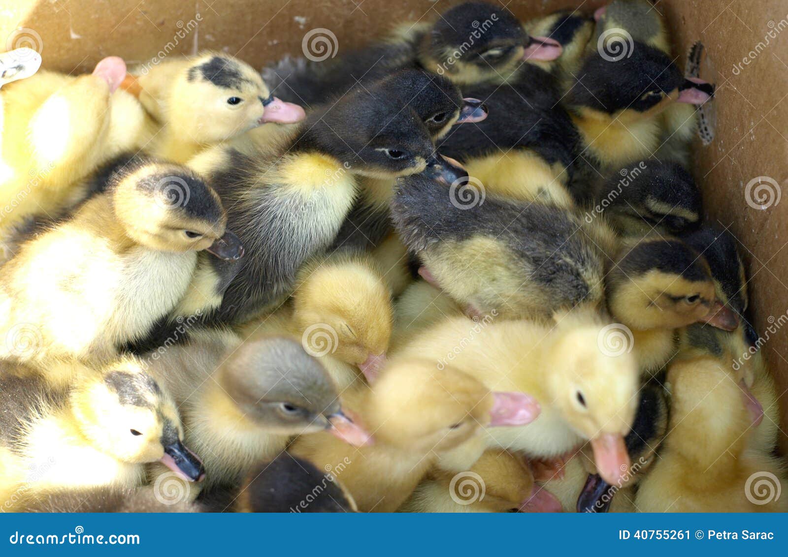 Small Yellow and Black Ducklings Stock Image Image of baby, innocent
