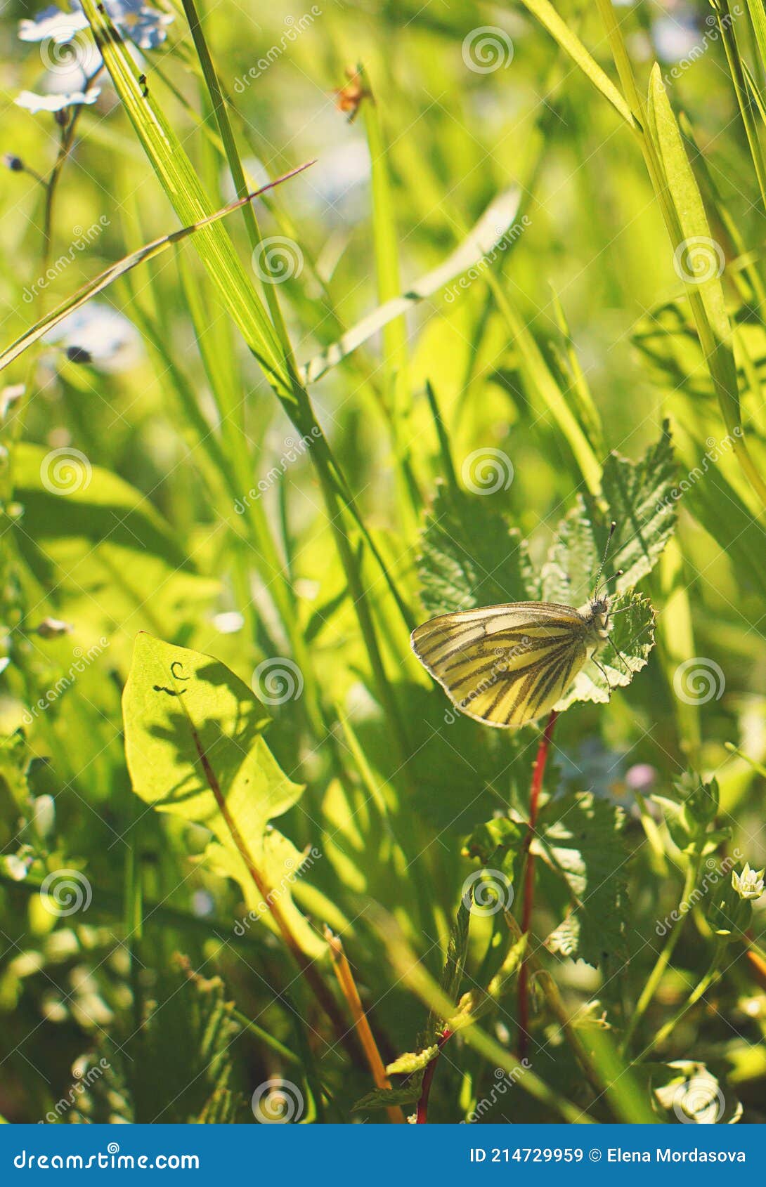A Small Yellow Cabbage Butterfly Hid in the Grass Stock Image Image