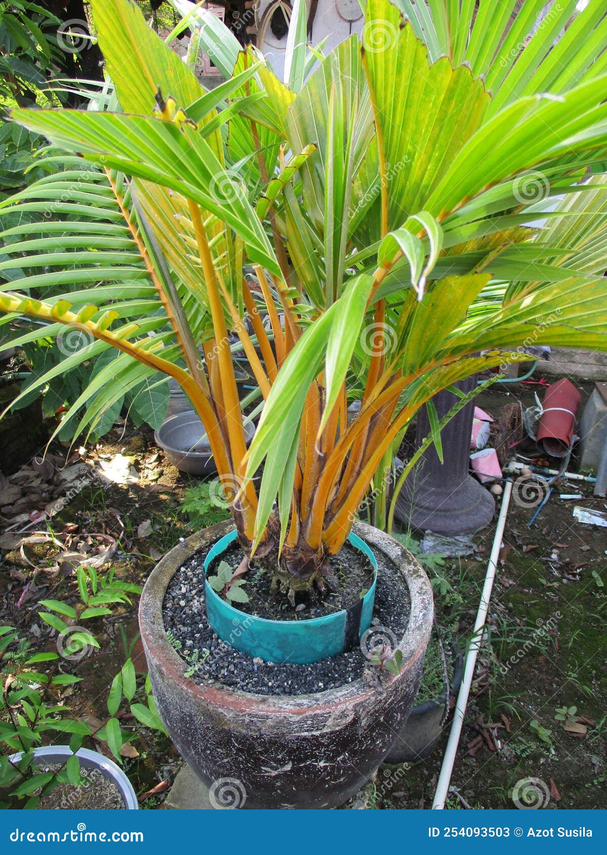Small Yellow Coconut Tree Plants that are Dwarfed are Suitable for