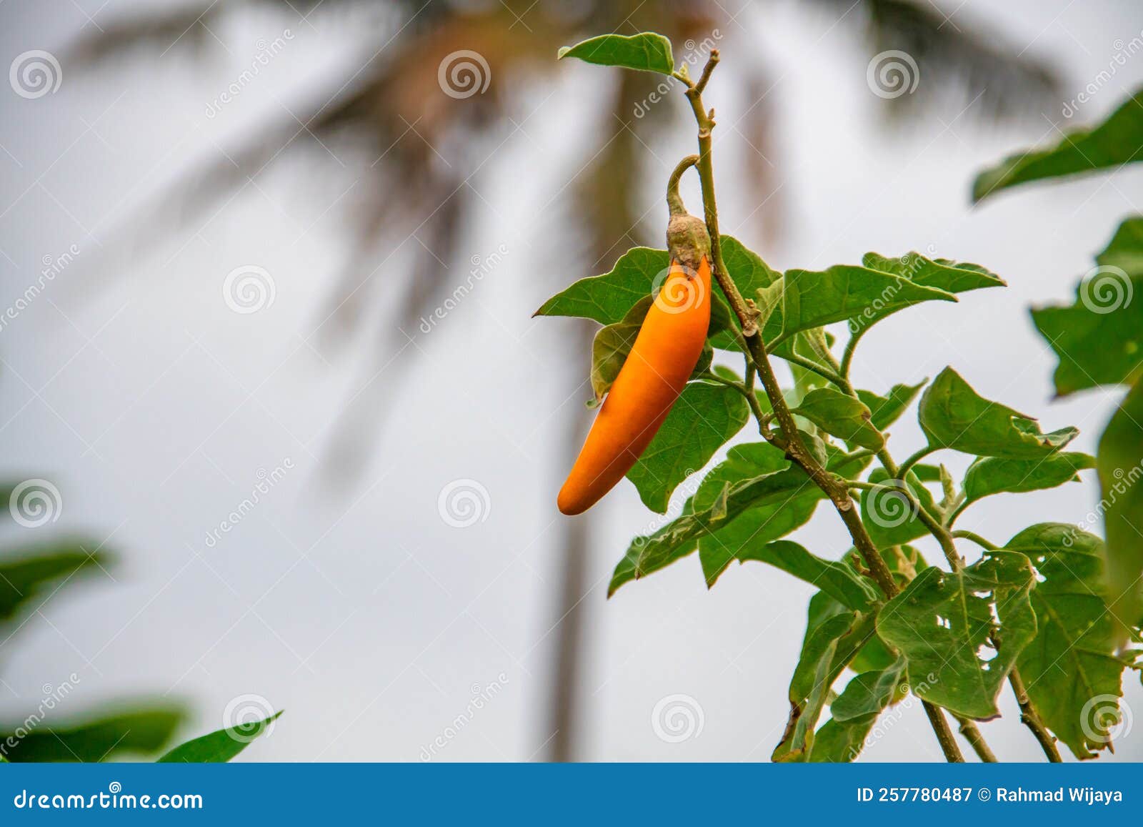 Small Yellow Eggplant, Still on a Tree Branch Against a Blue Cloud