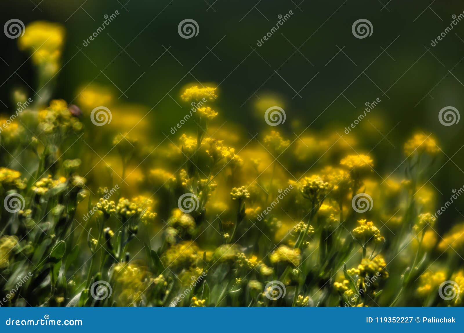 small yellow flowers of aurinia saxatilis in the spring time
