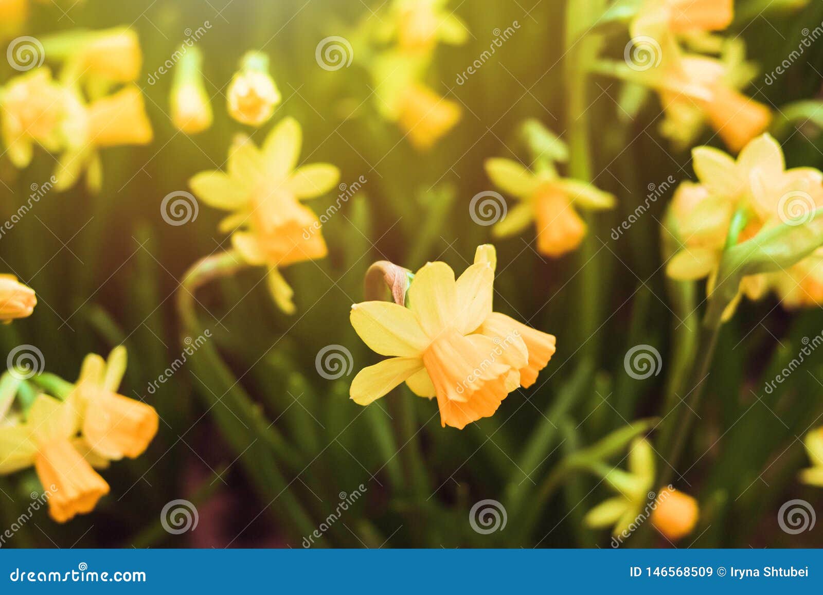 Yellow flowers outdoor stock image. Image of closeup 146568509