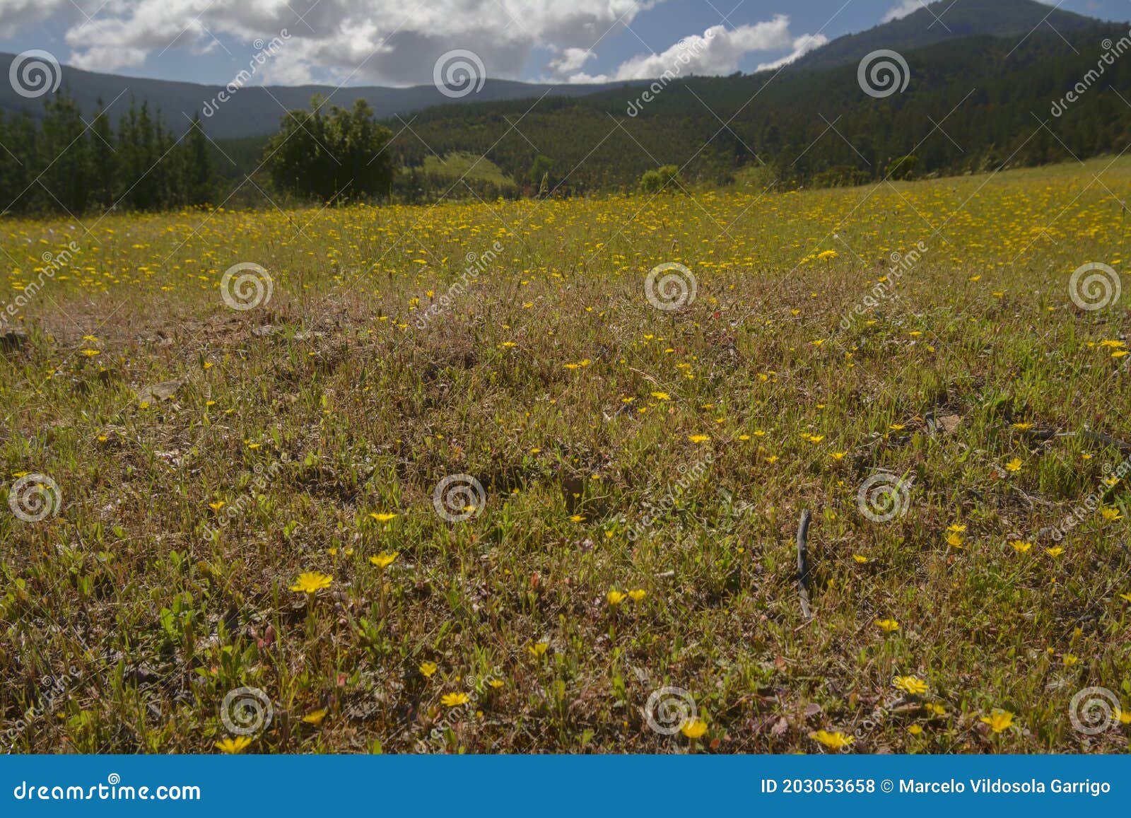 wild flowers in the green natural meadow.