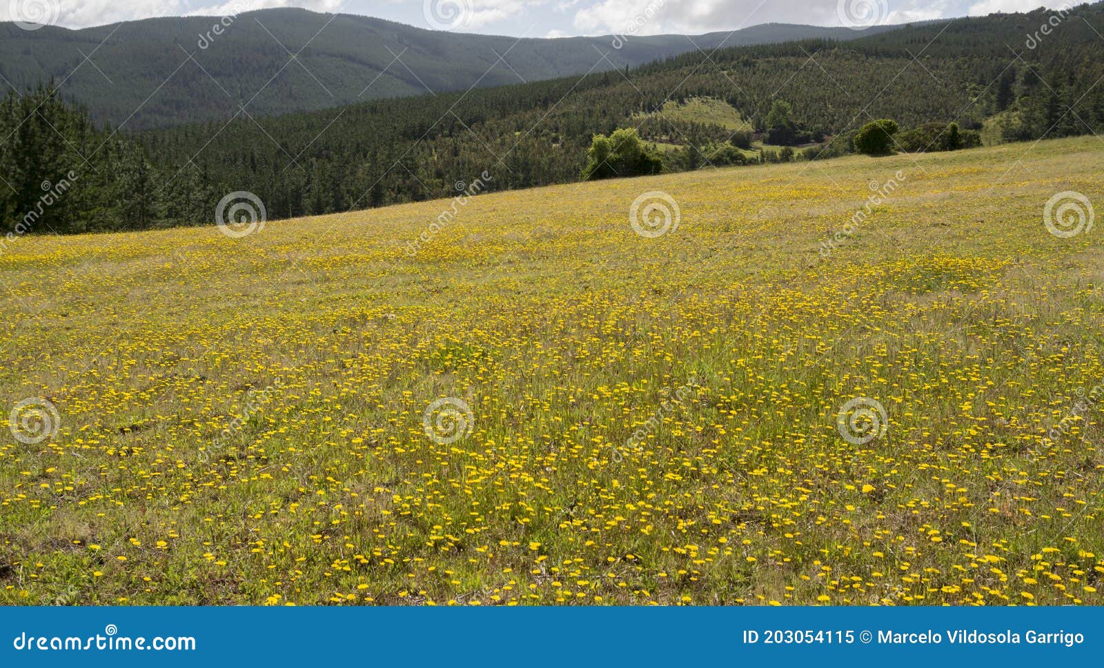 wild flowers in the green natural meadow.