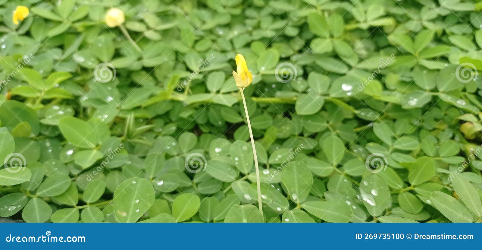 Small Yellow Flowers Growing in a Crowd of Green Leaves Stock Photo