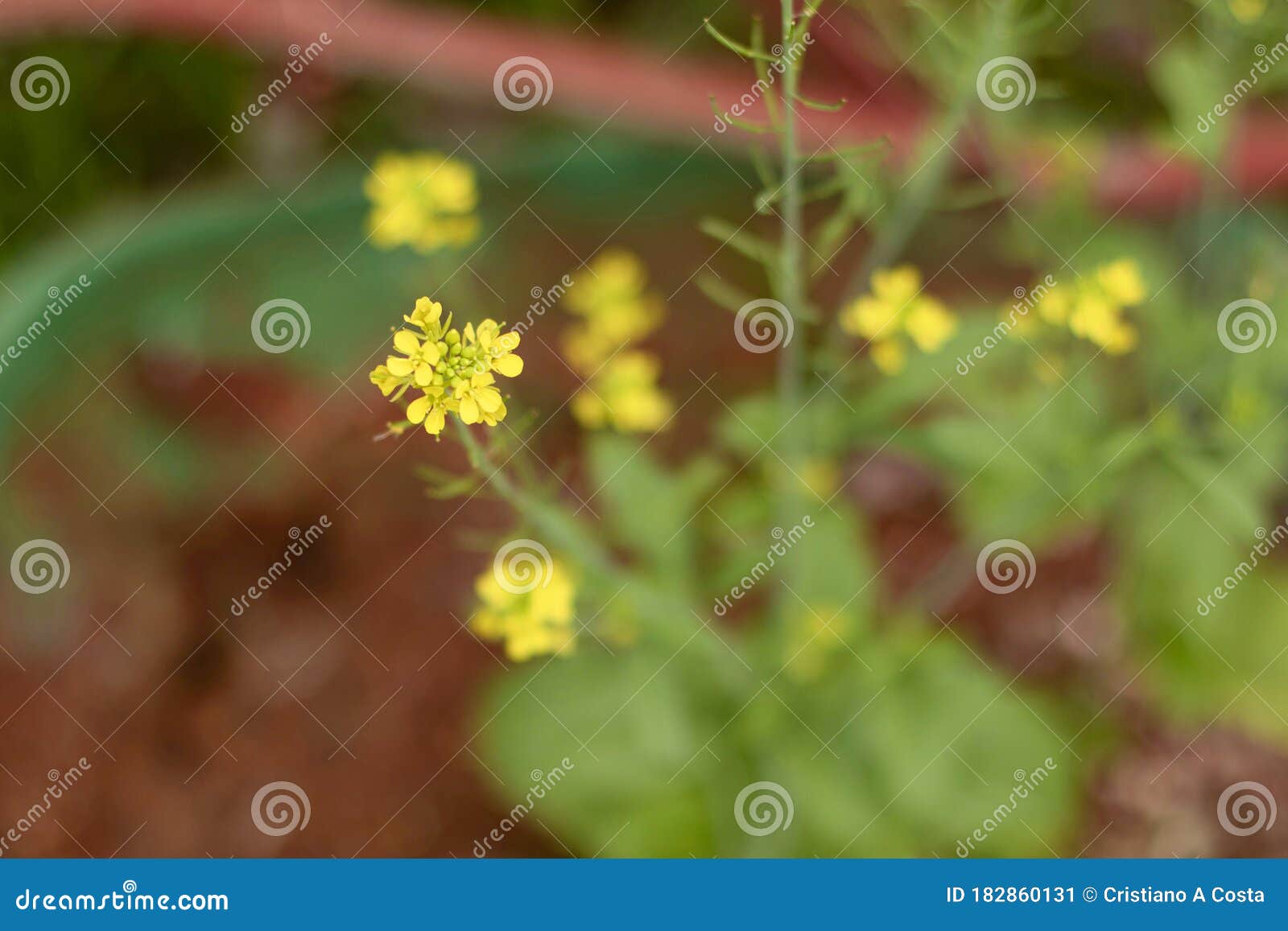 small garden flowers