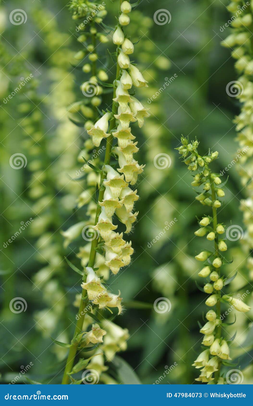 Small Yellow Foxglove stock image. Image of lutea, small 47984073