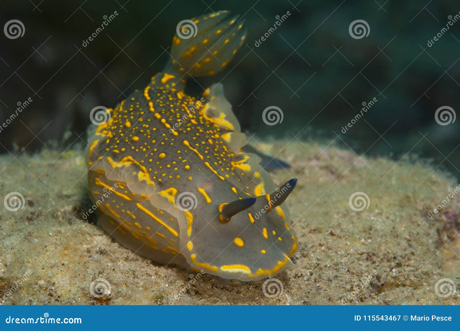 Invertebrate Yellow Walking on the Sponge Stock Image Image of scuba