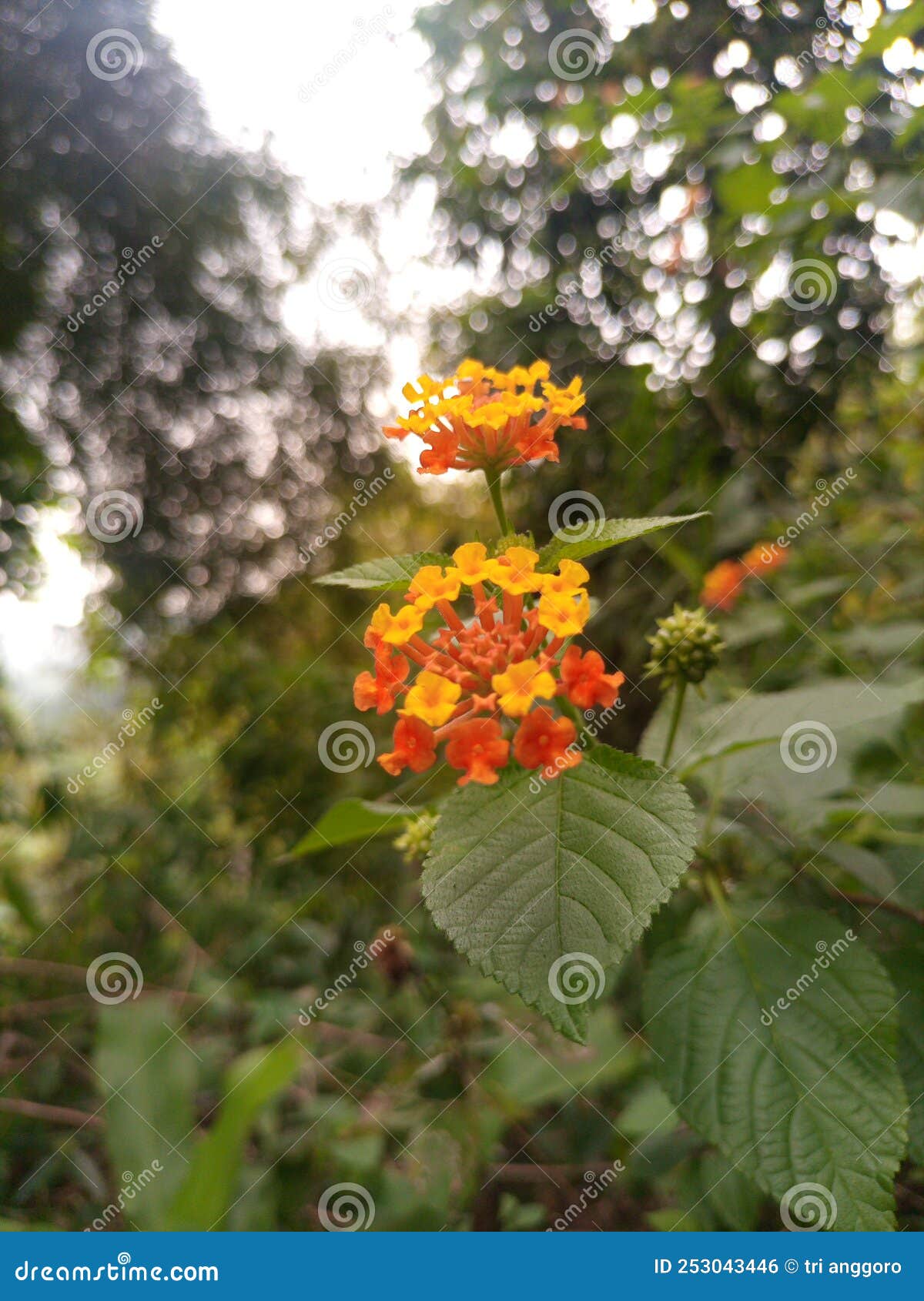 Small Yellow and Orange Flowers Stock Photo Image of insect, tree