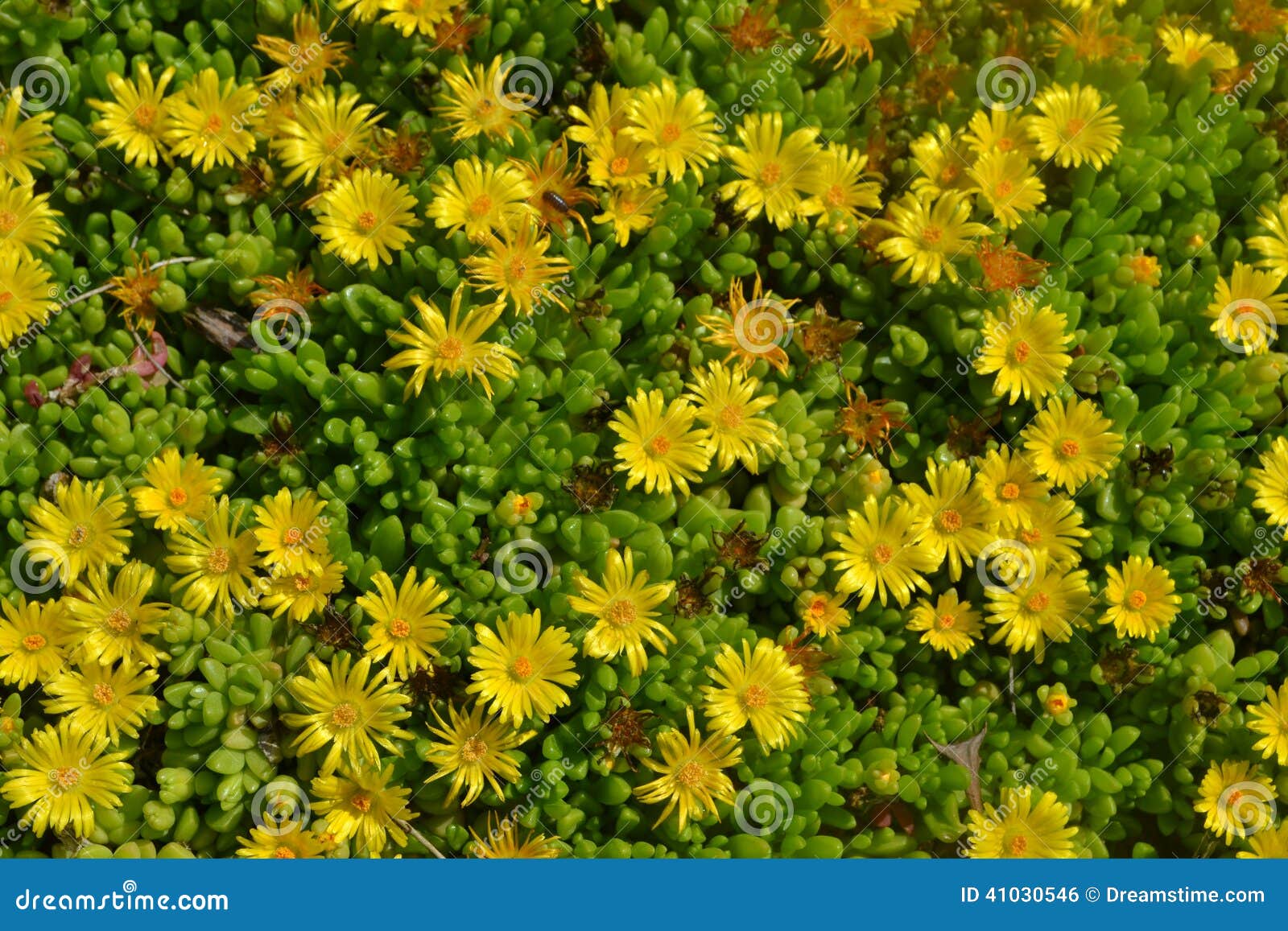 Small yellow sunflowers stock photo. Image of small, cluster - 41030546