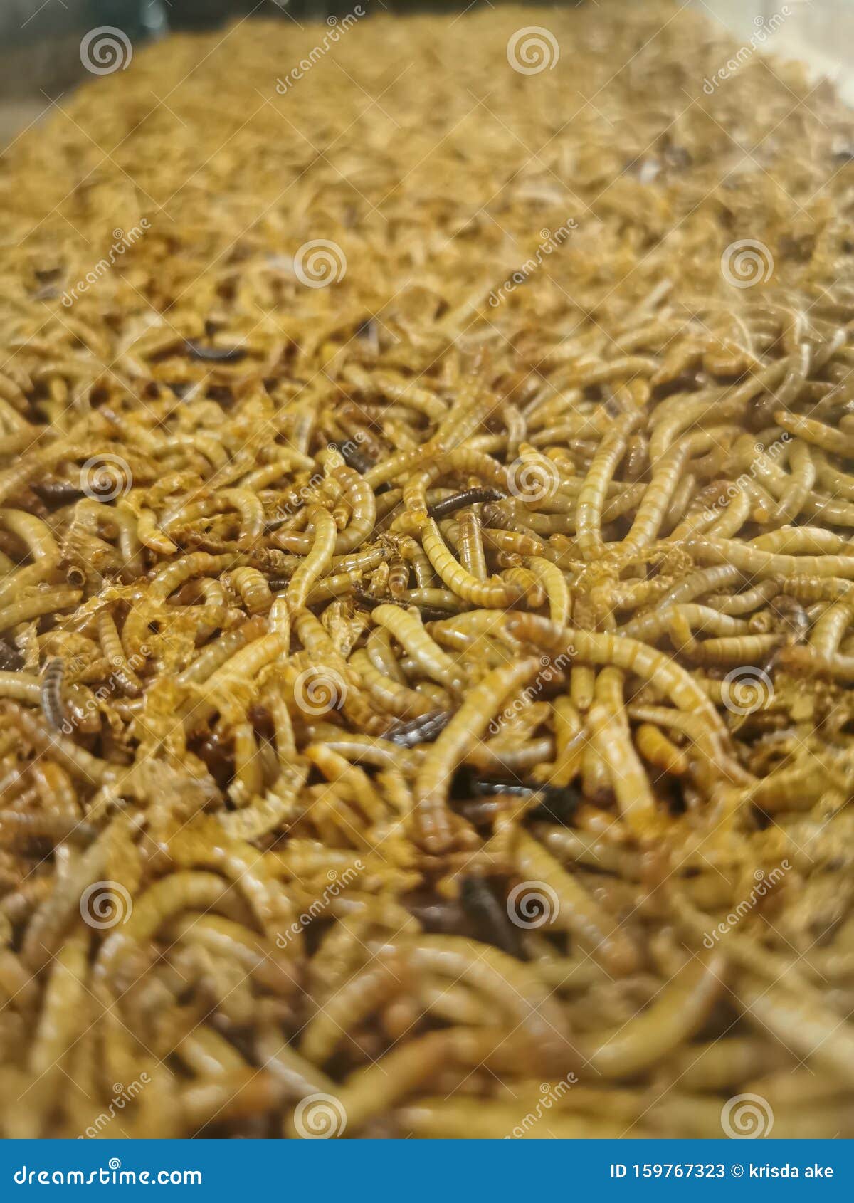 The Small Yellow Worm on the Ground Stock Image Image of worm, ground