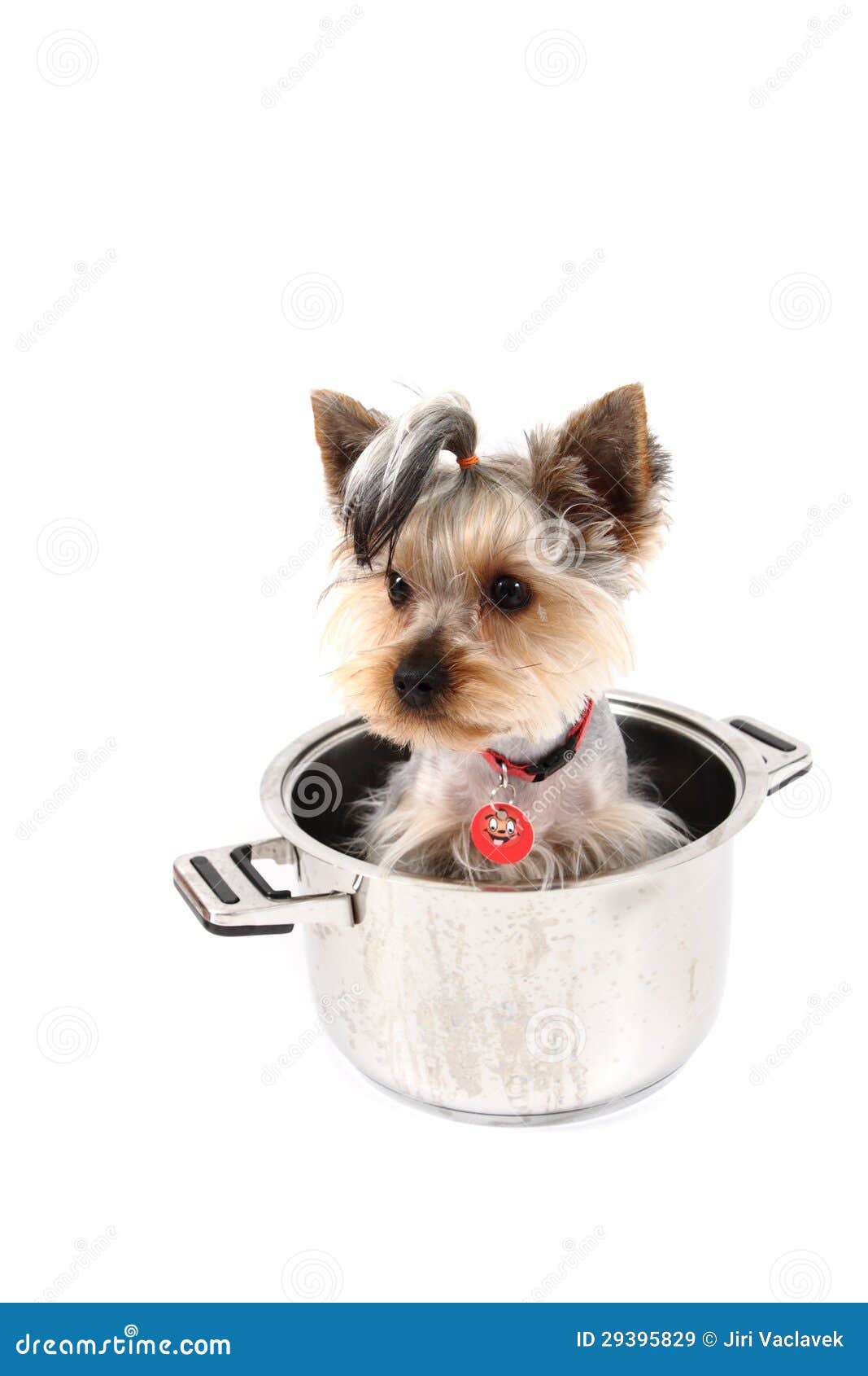 Doggy pot