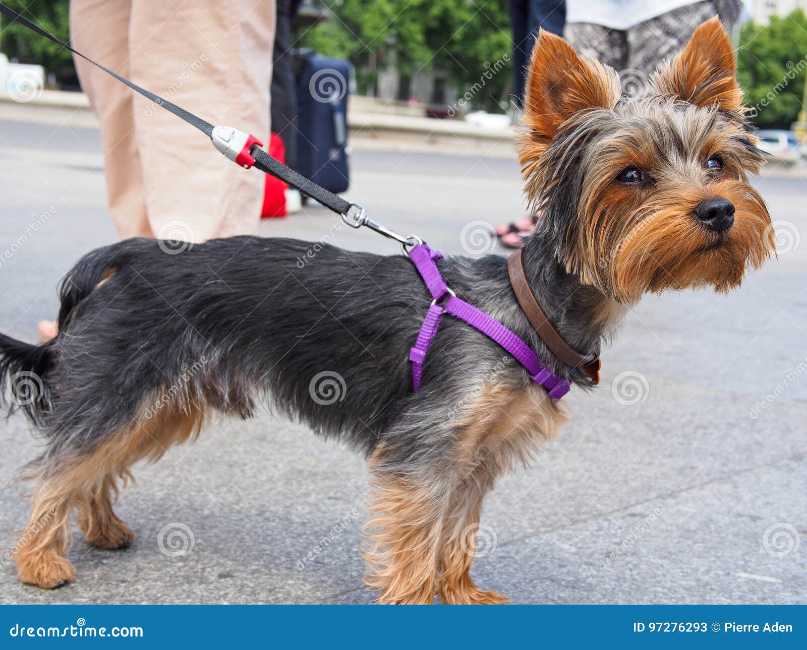 yorkie leash