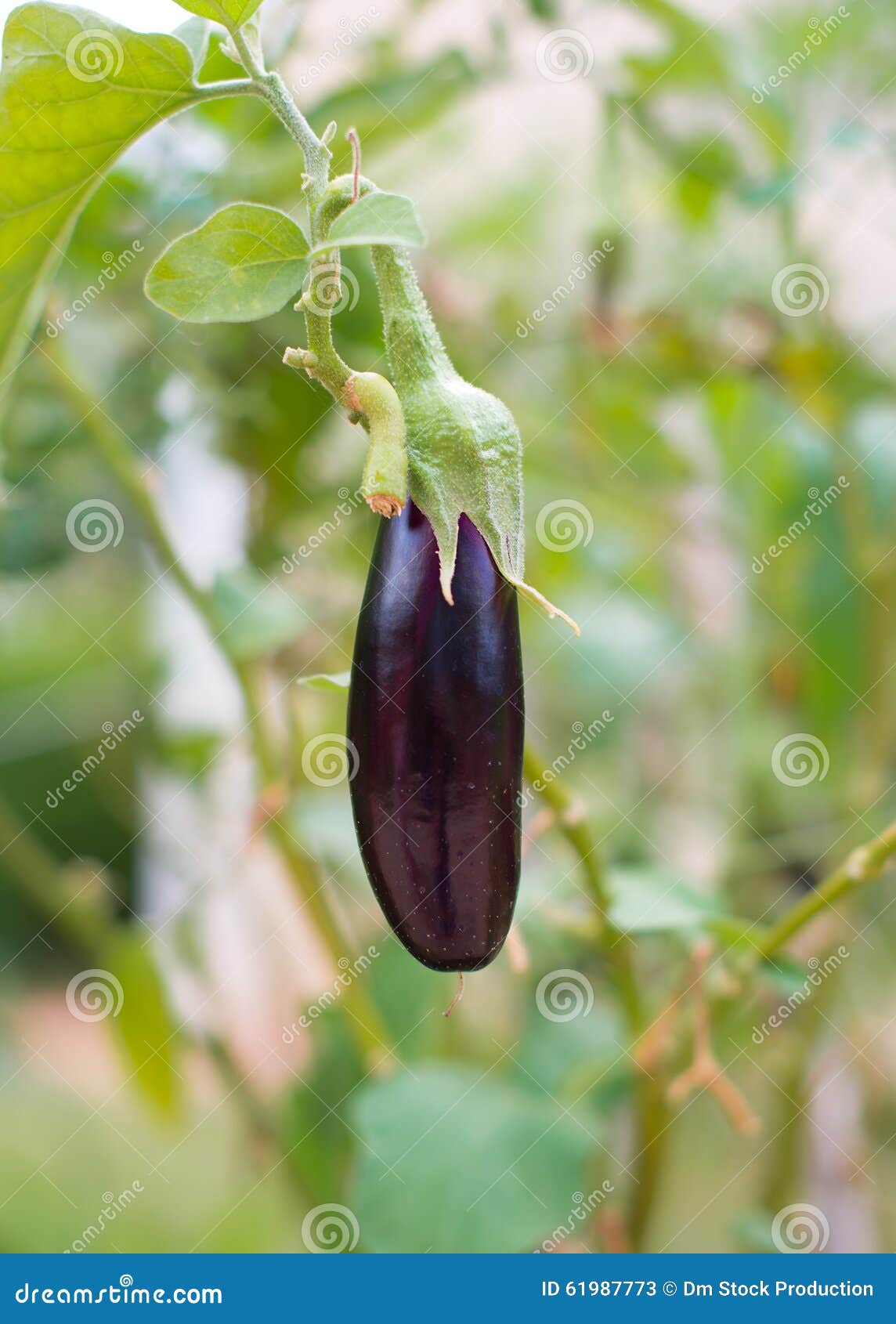 Small young eggplant. stock image. Image of natural, aubergine 61987773