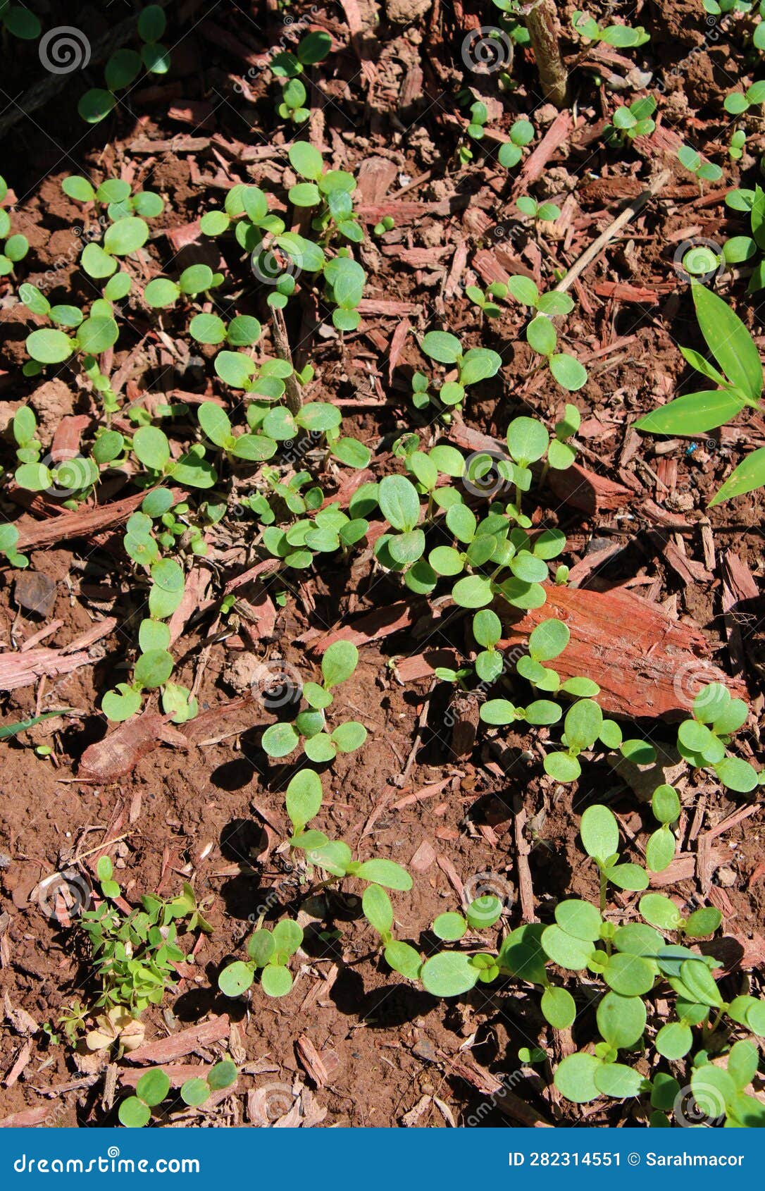 Small Zinnia Sprouts Emerging from the Ground Stock Image Image of