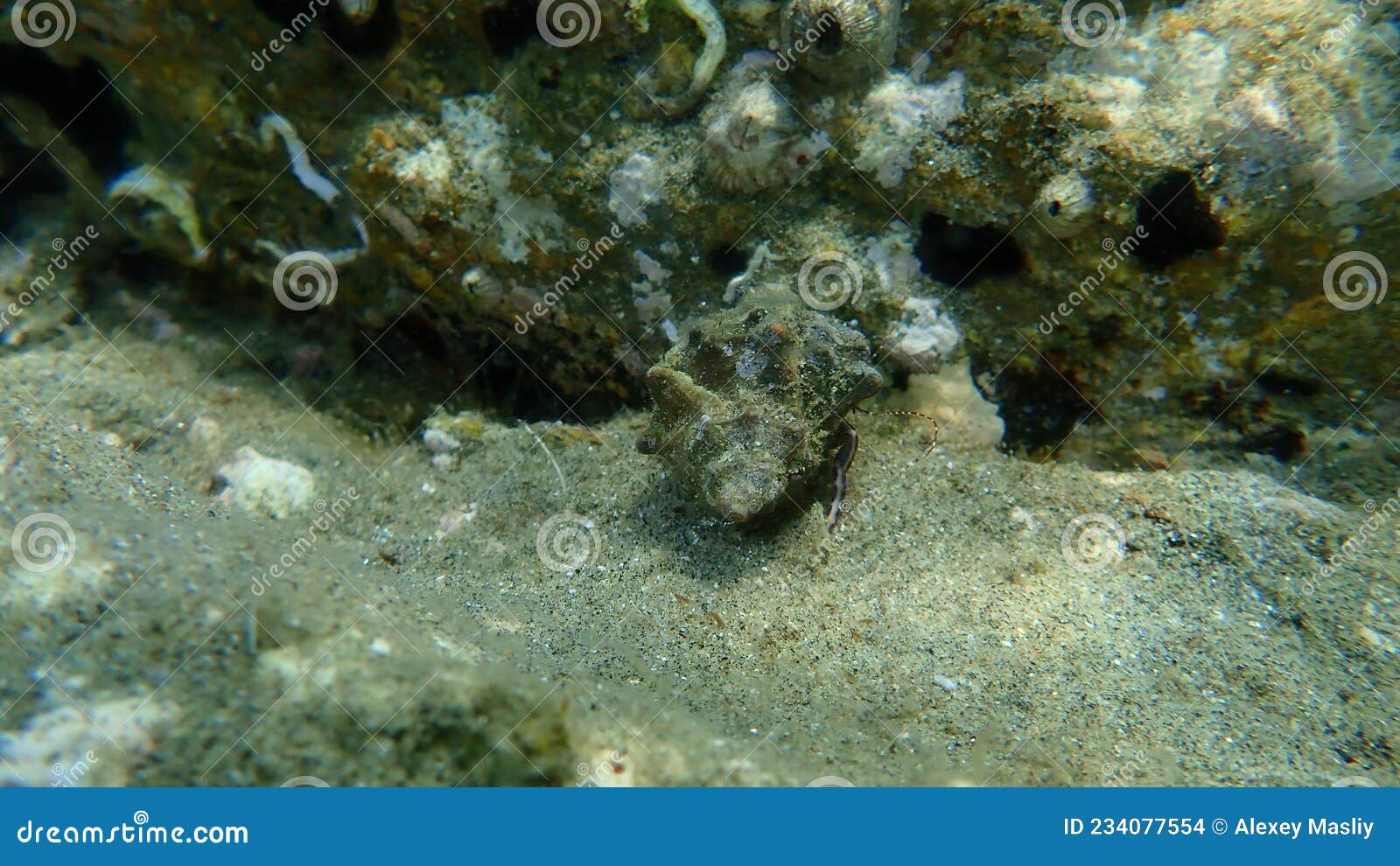 smaller hermit crab, prideaux`s hermit crab pagurus prideaux in seashell of sea snail trunk murex hexaplex trunculus