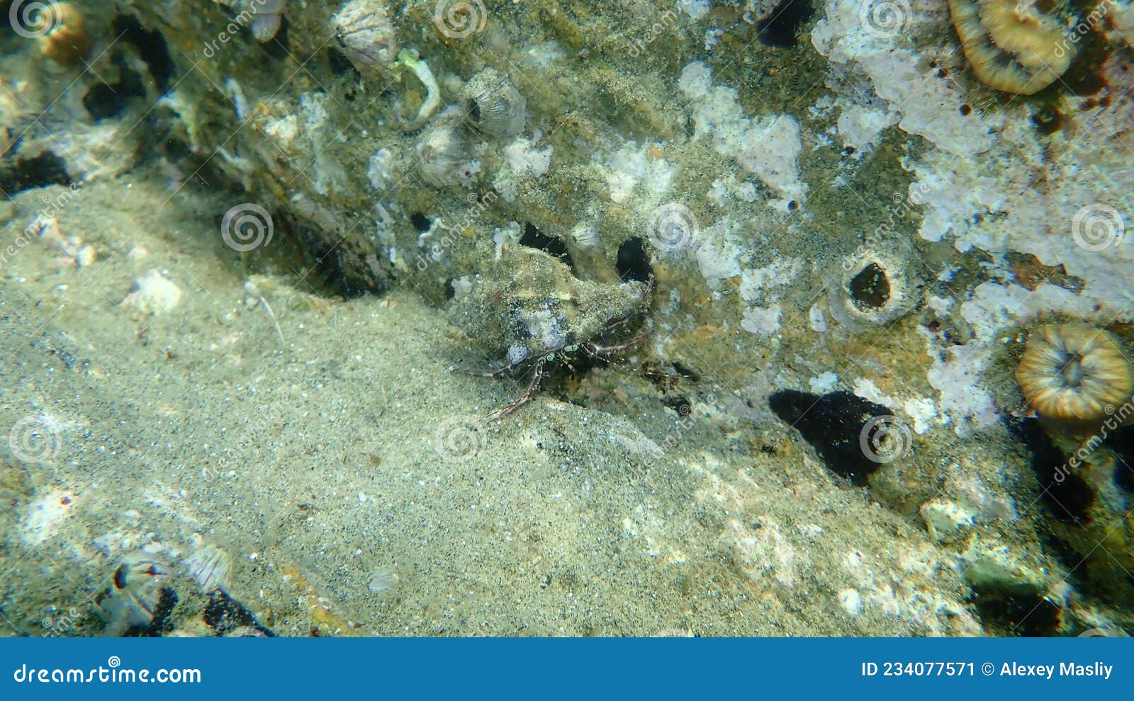 smaller hermit crab, prideaux`s hermit crab pagurus prideaux in seashell of sea snail trunk murex hexaplex trunculus