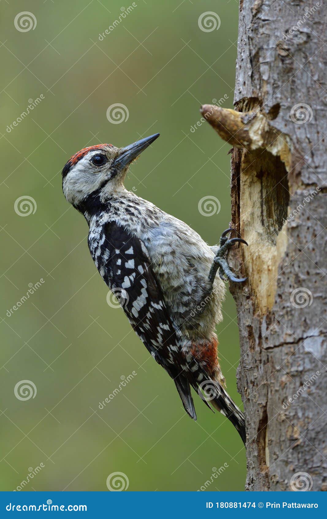 Smallest Camouflage Black and White Woodpecker with Red Head Perching  beside Its Hole Nest on the Tree, Fascinated Wild Animal Stock Photo -  Image of asia, local: 180881474