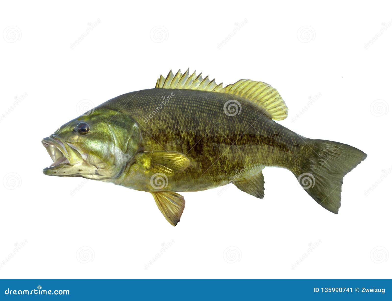 smallmouth bass fish  on white background