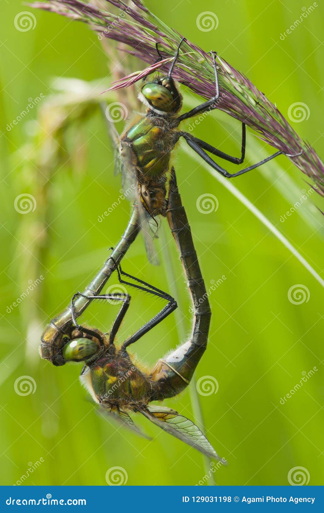 smaragdlibel, downy emerald, cordulia aenea