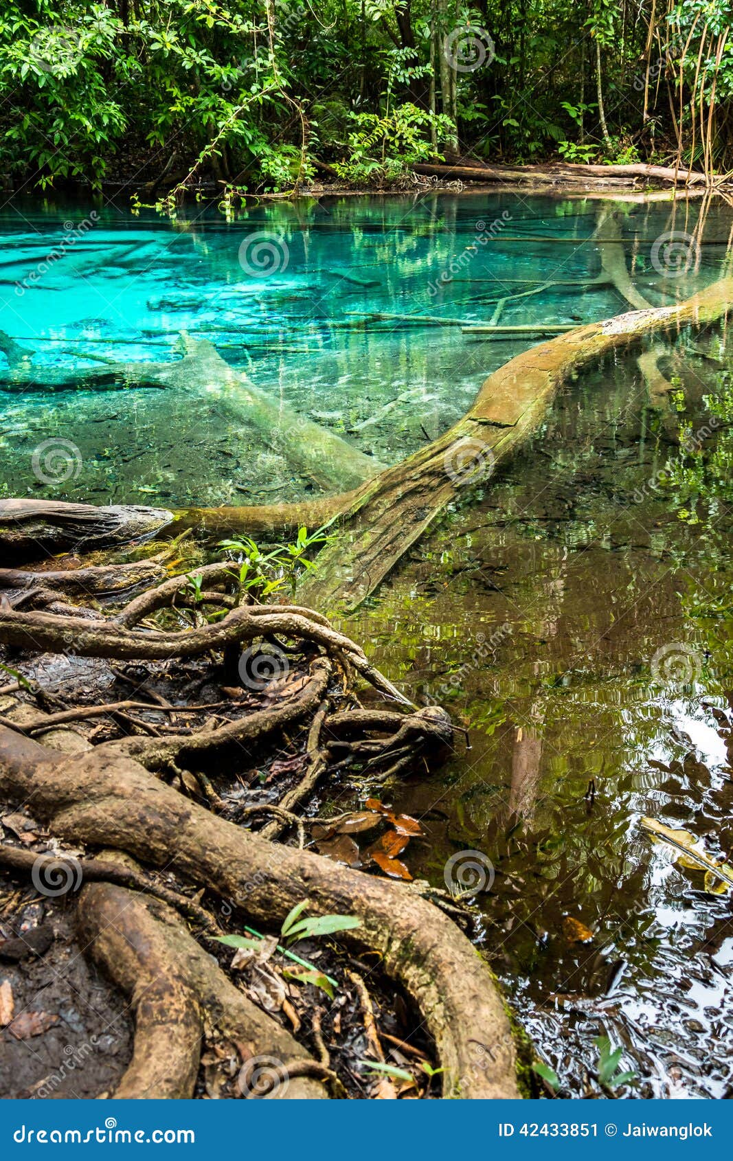 Smaragdpool- und Baumwurzel. Emerald Pool bei Krabi in Thailand