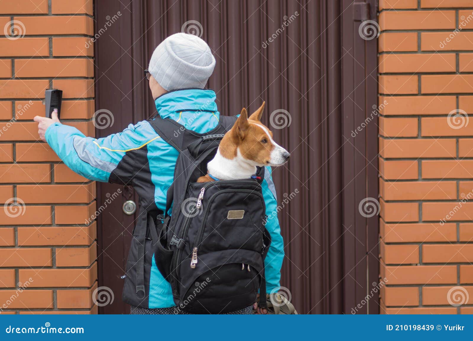 can a basenji and a labrador retriever be friends