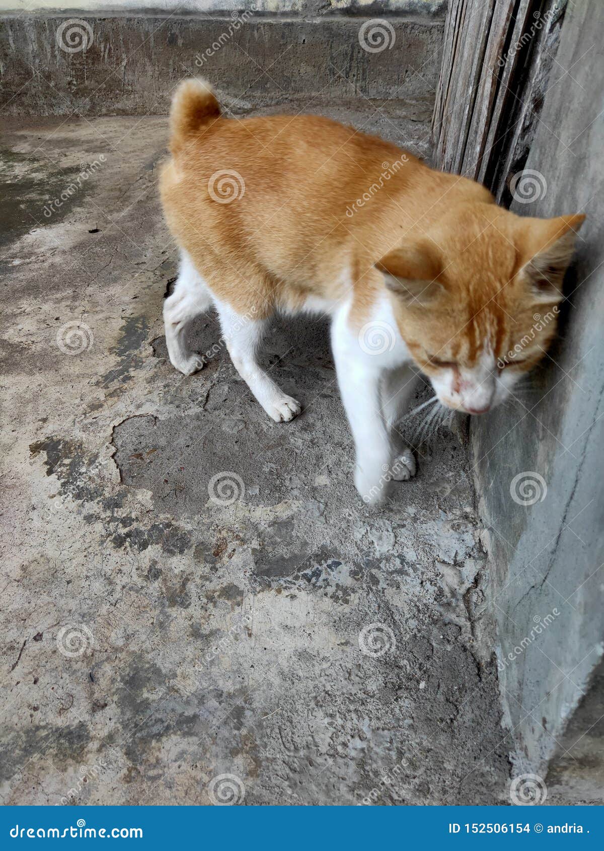 Smart Cats are Opening the Door Stock Photo Image of cats, object