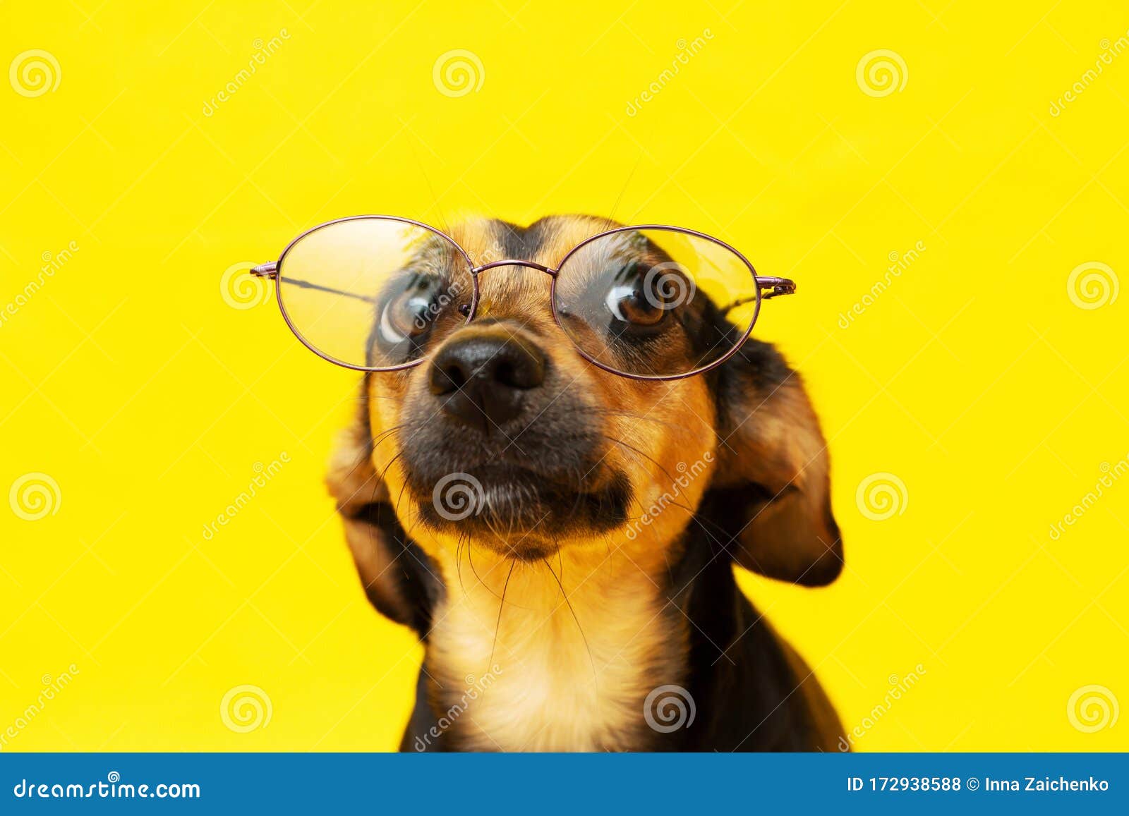 Smart and Disciplined Dog with Glasses on the Nose Stock Photo Image