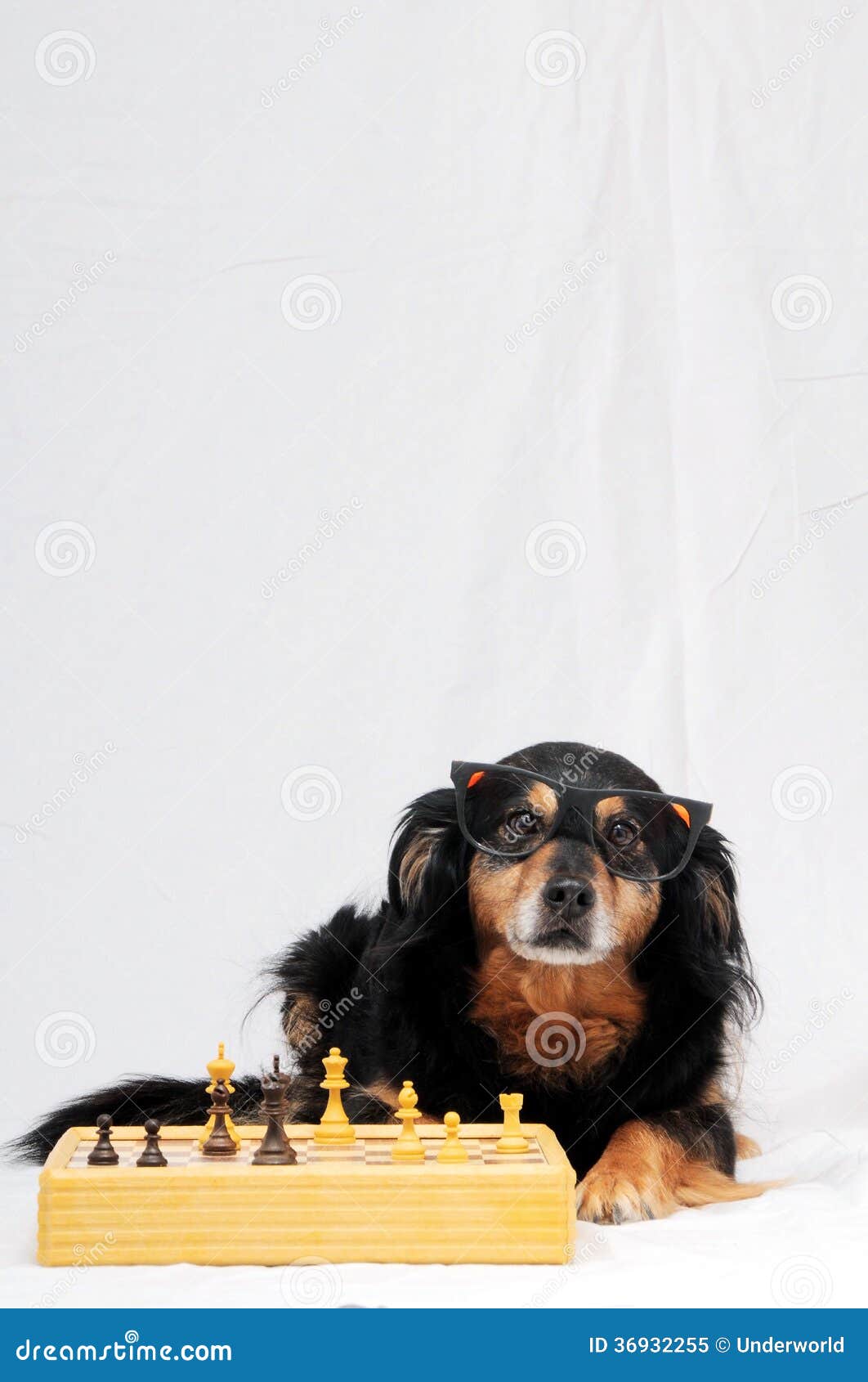 Dog Playing Chess Stock Photos Download 121 Royalty Free Photos