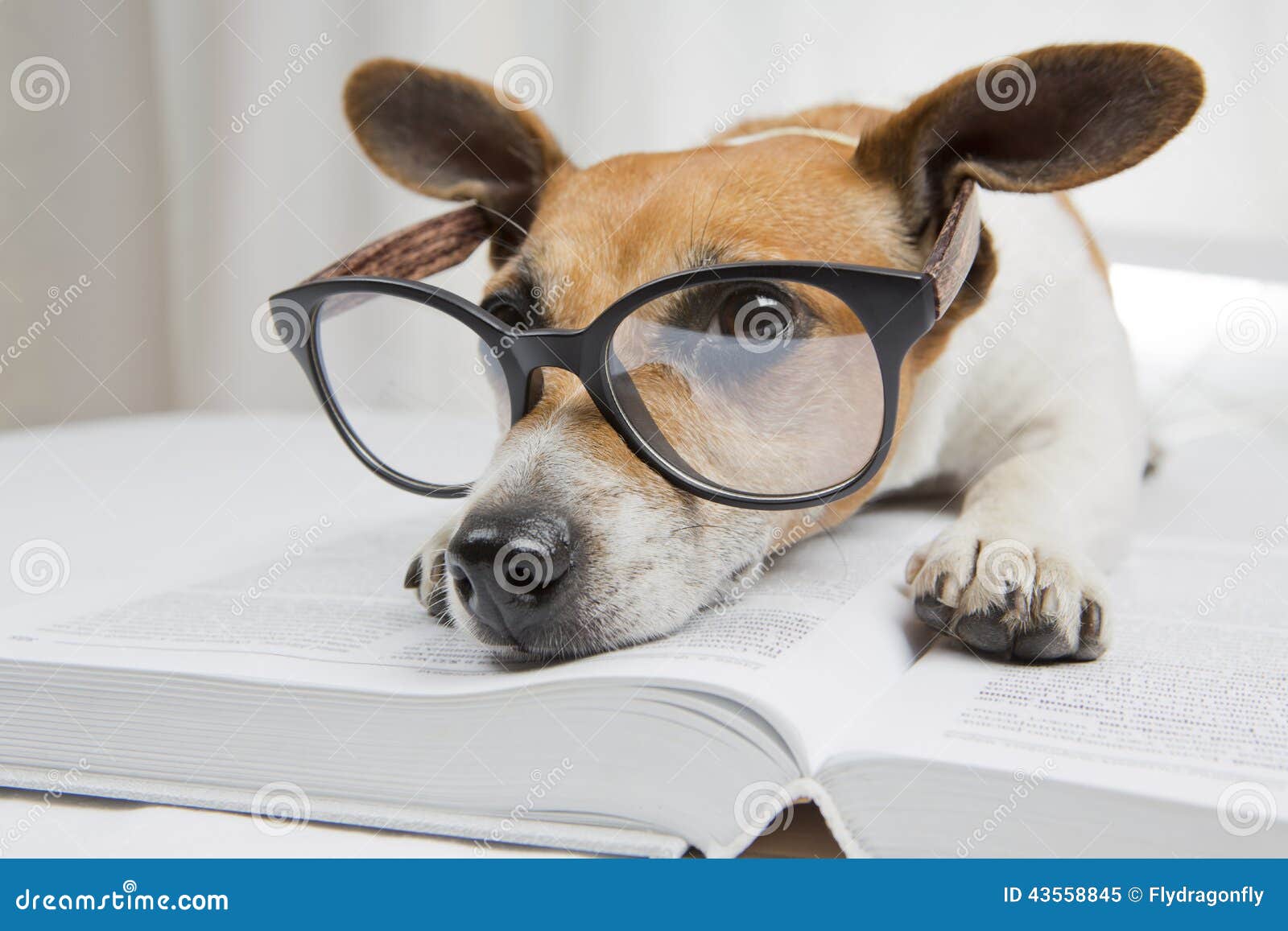 Smart Dog Reading Book Stock Photo - Image: 43558845