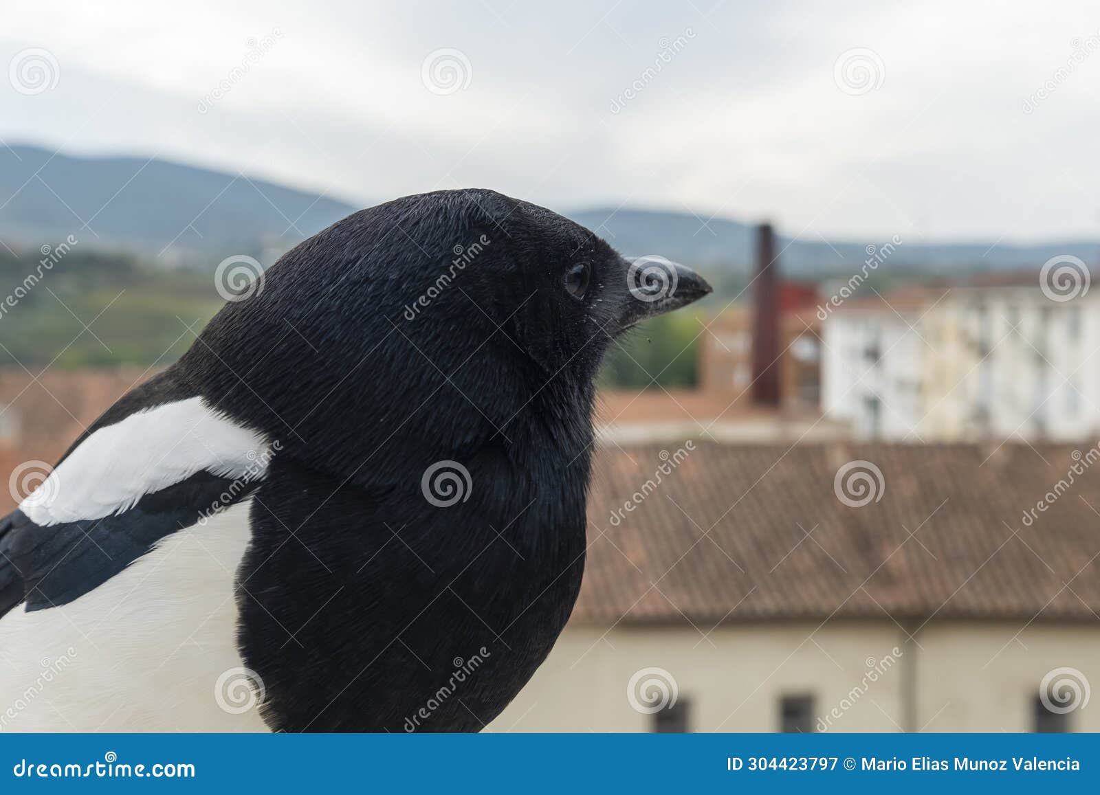smart eurasian magpie (pica pica) posando para la camara en una cornisa de piedra. young beautiful intelligent raven