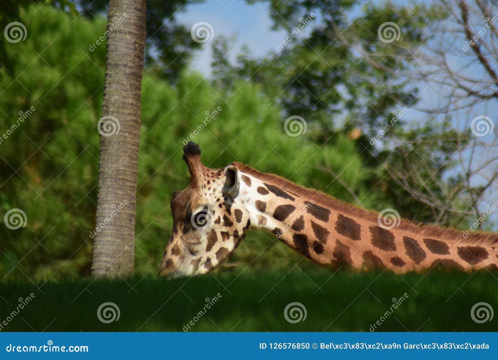 Smart Giraffe stock photo. Image of running, africa - 126576850