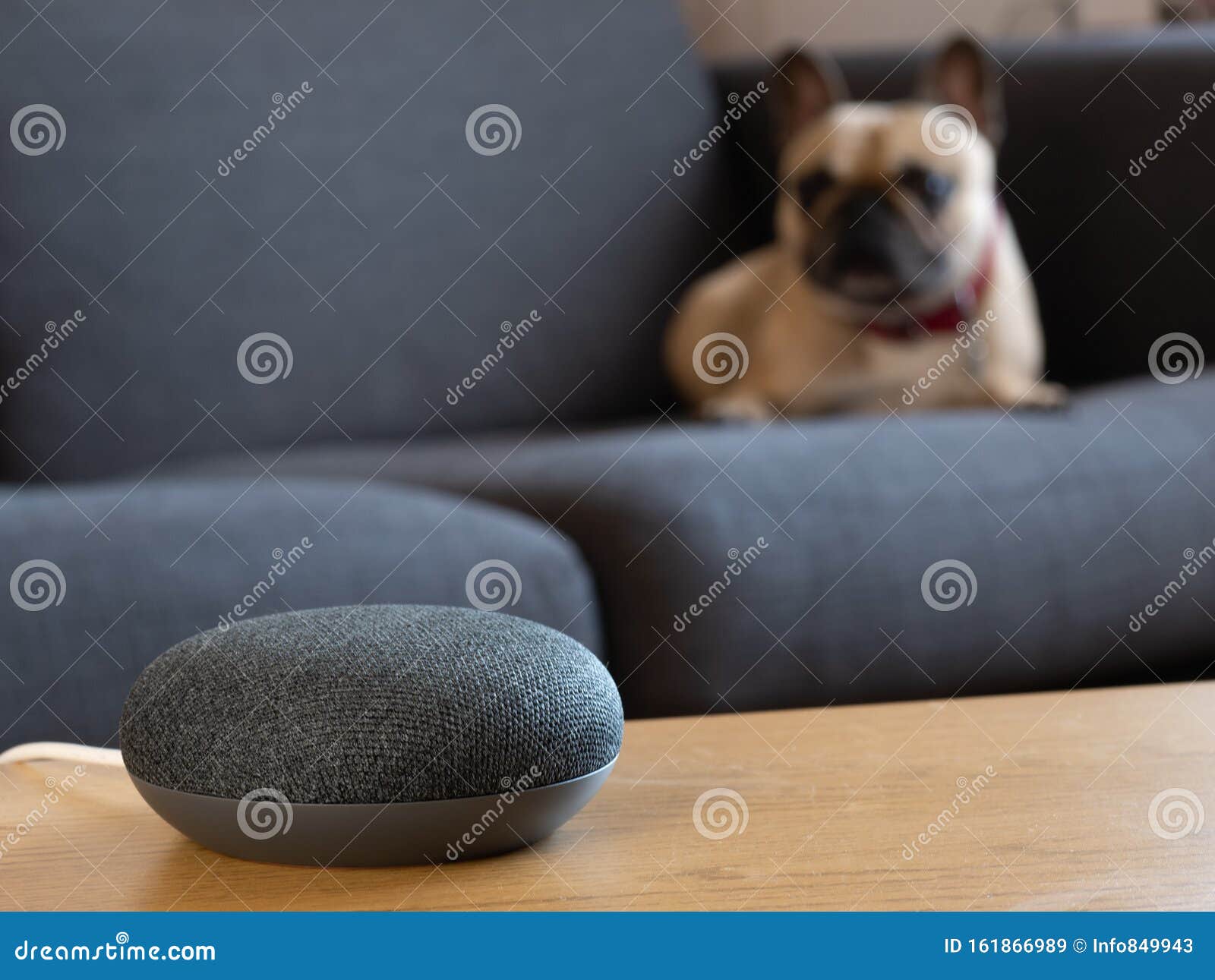 smart home speaker device voice activated with dog in living room lounge