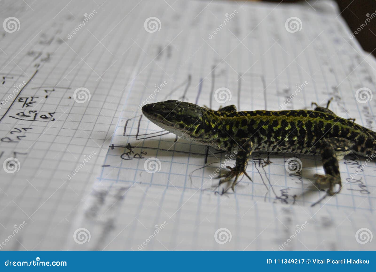 lizard studyng thermodynamics