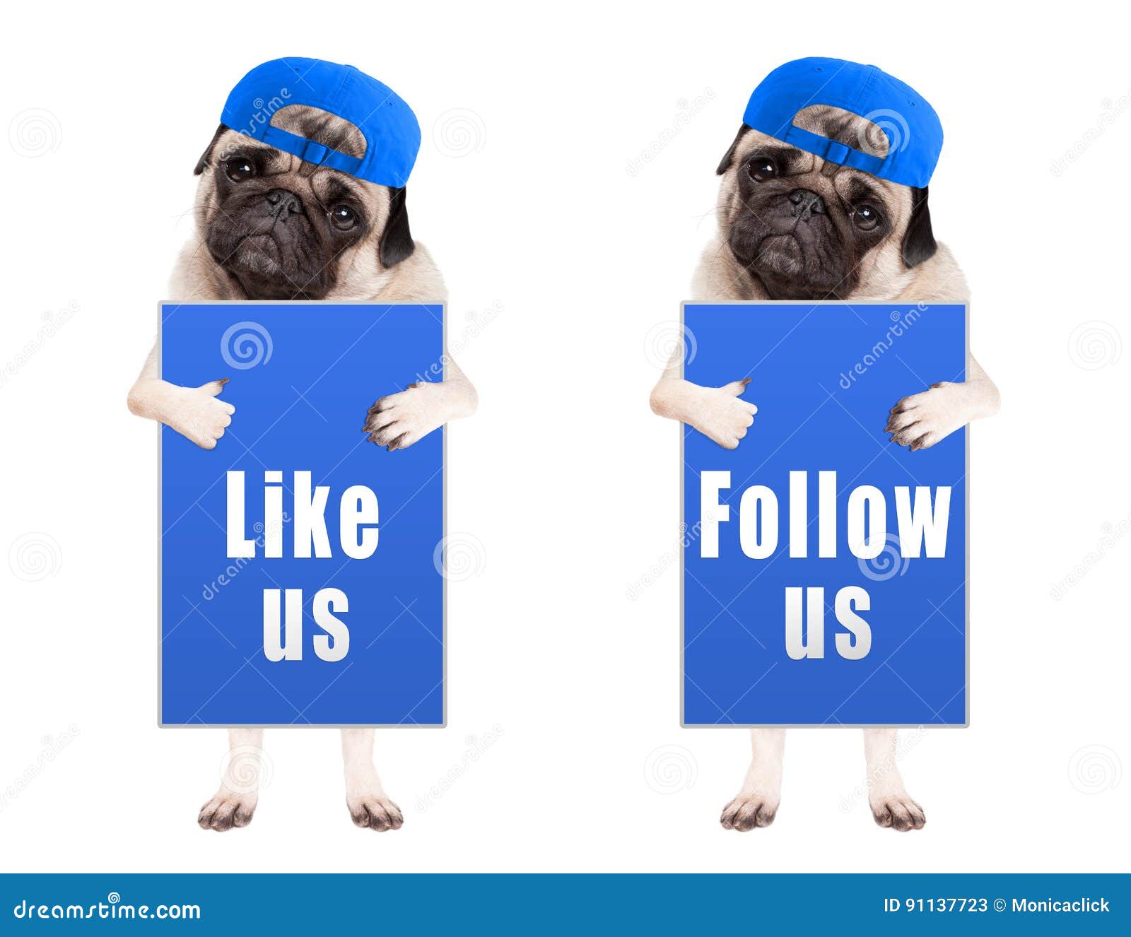 smart pug puppy dog with blue follow us and like us sign and wearing blue cap,  on white background