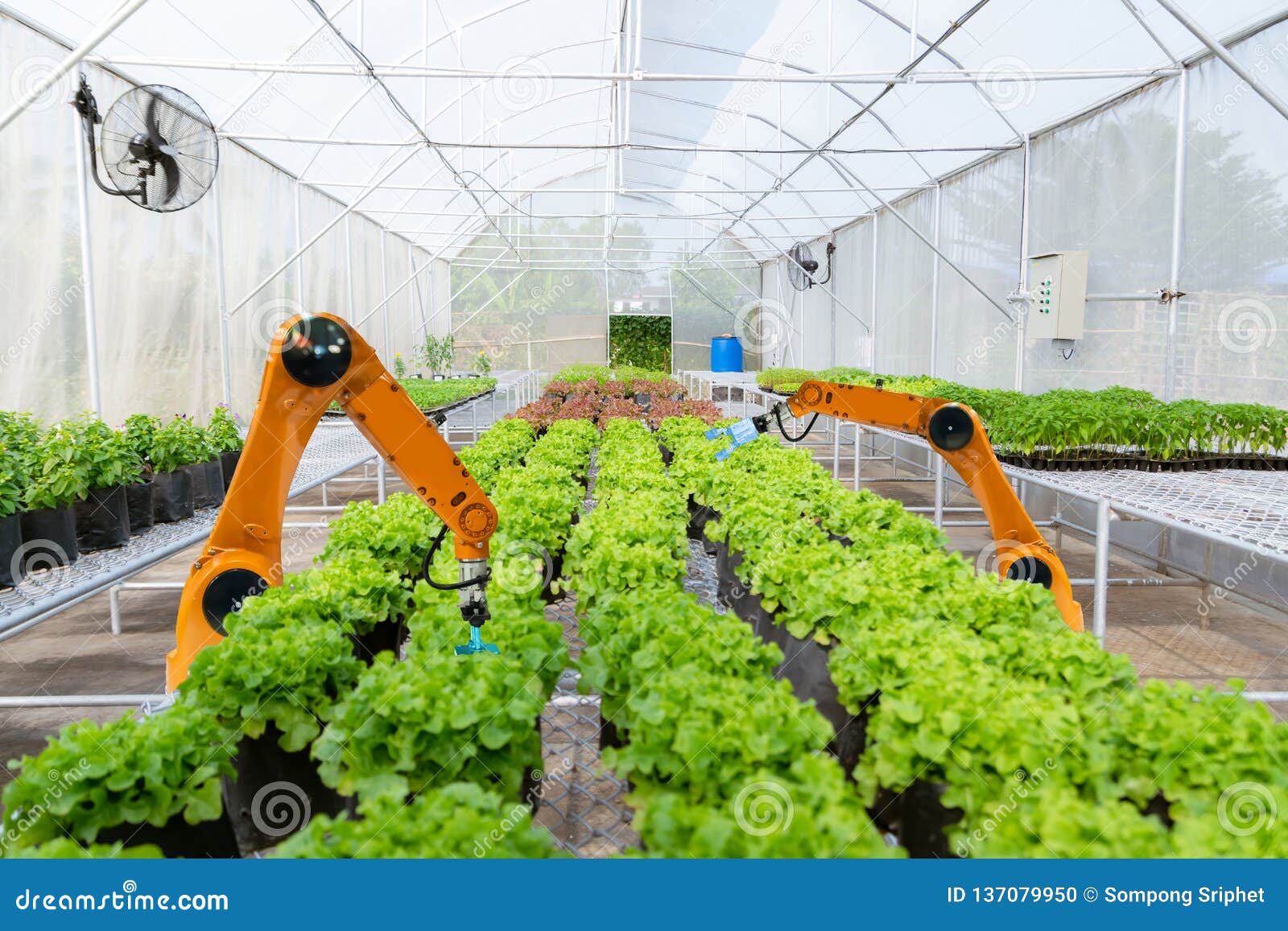 smart robotic farmers harvest in agriculture futuristic robot automation to work technology