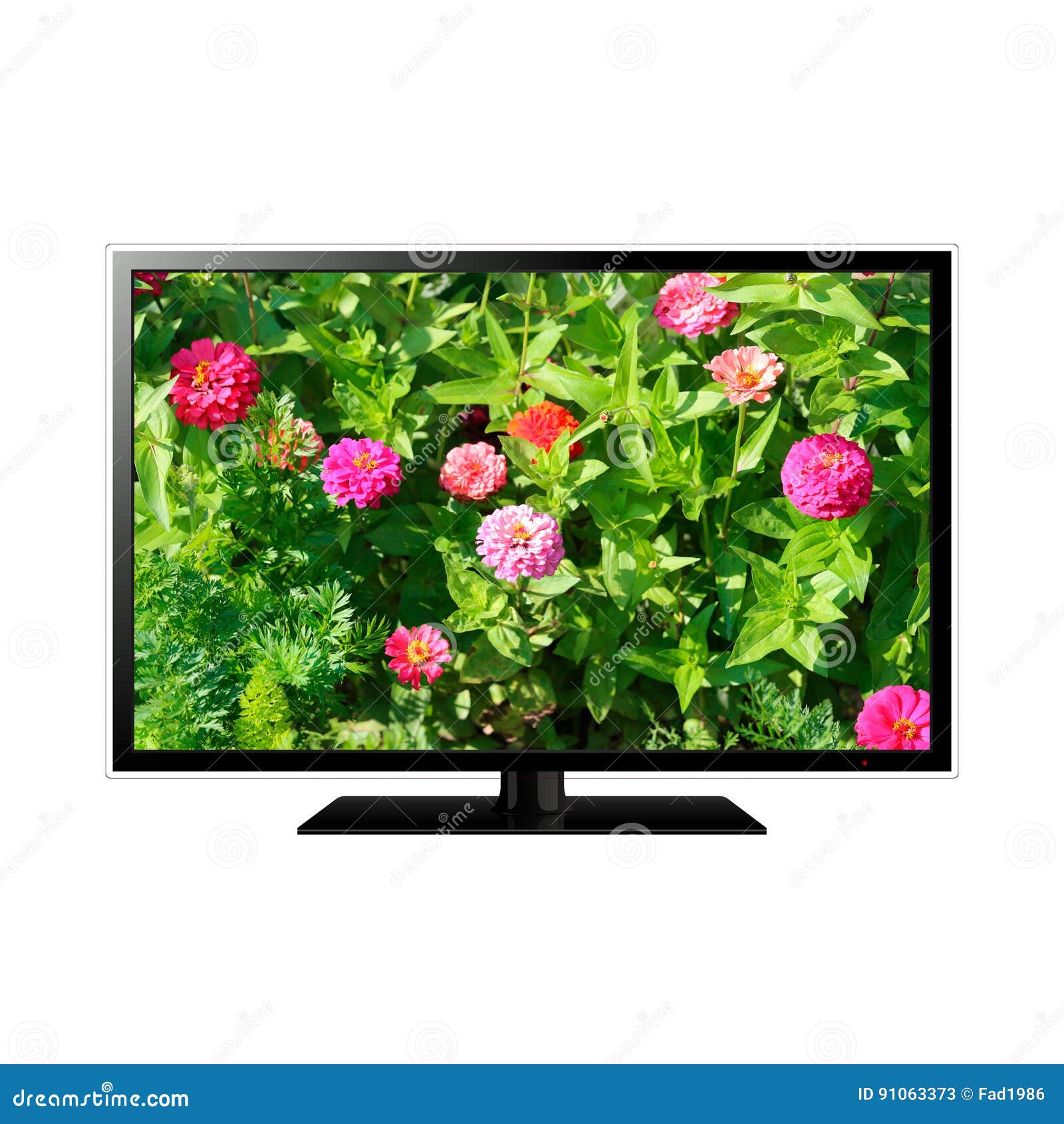 Smart TV with Flowers on Screen Stock Image Image of flowers