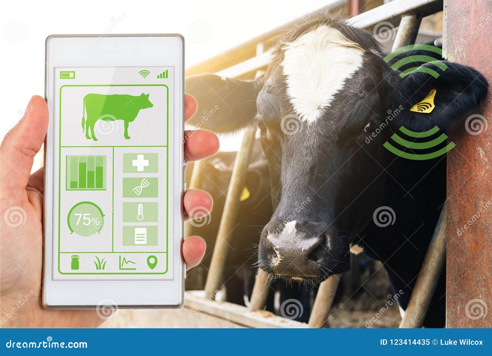 smartphone app reading dairy cows data tag agritech concept