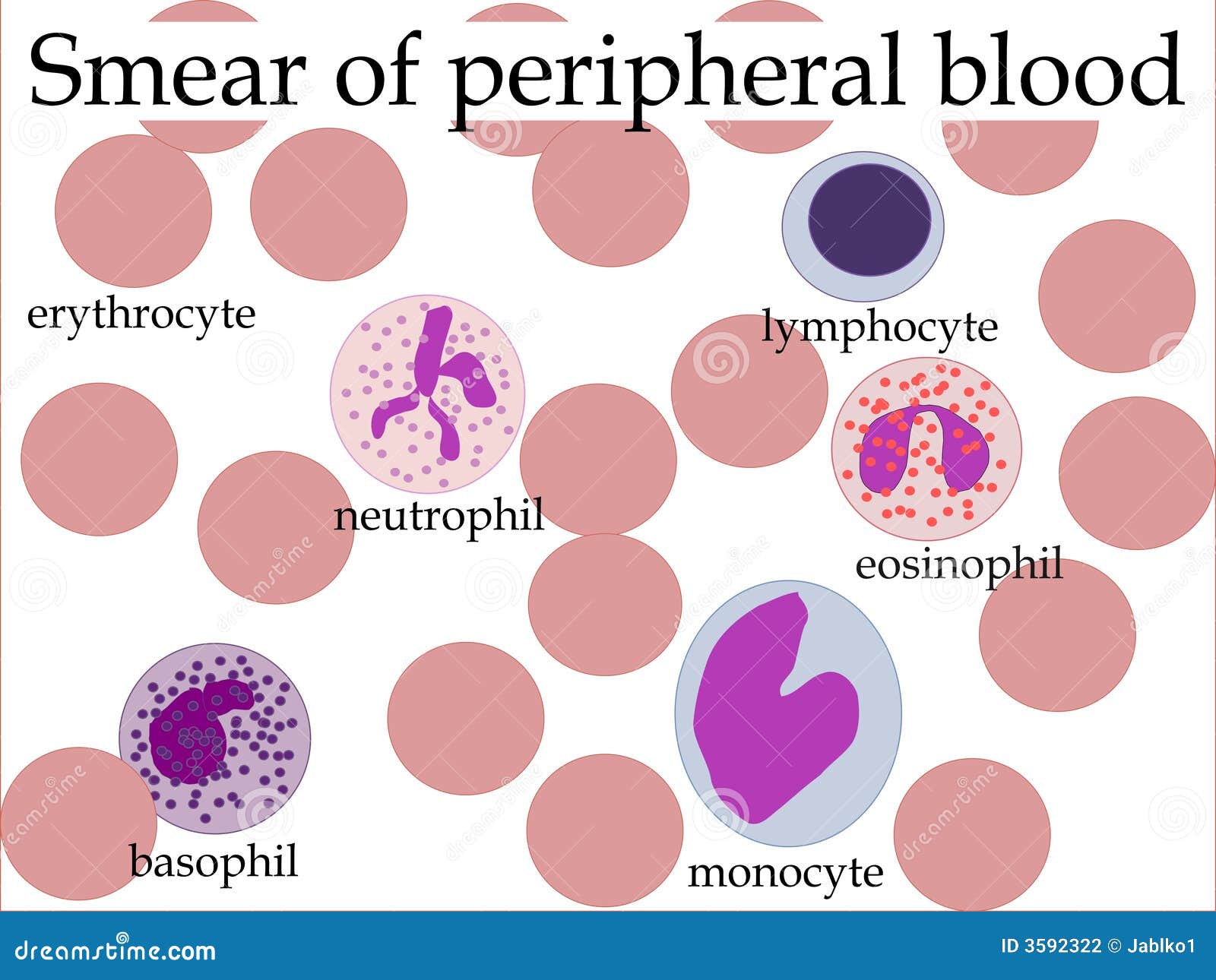 Smear of peripheral blood stock vector. Illustration of learn - 3592322