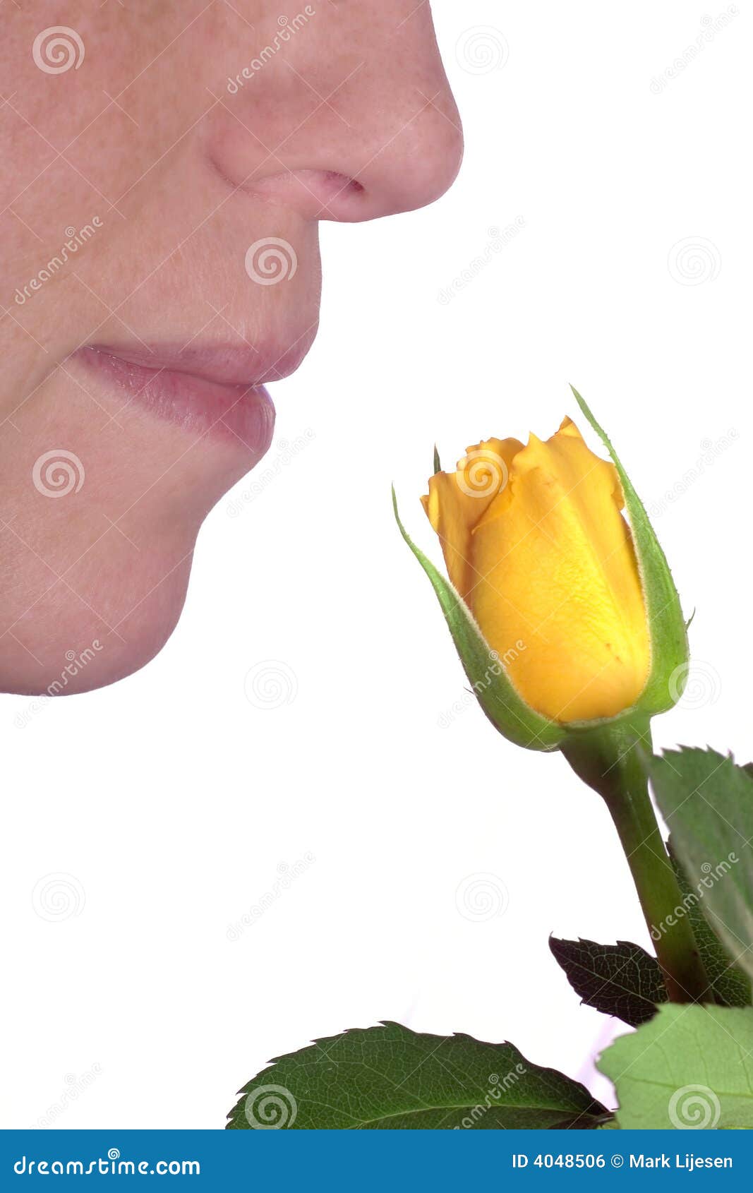 Smell the rose stock photo. Image of white, green, valentine 4048506